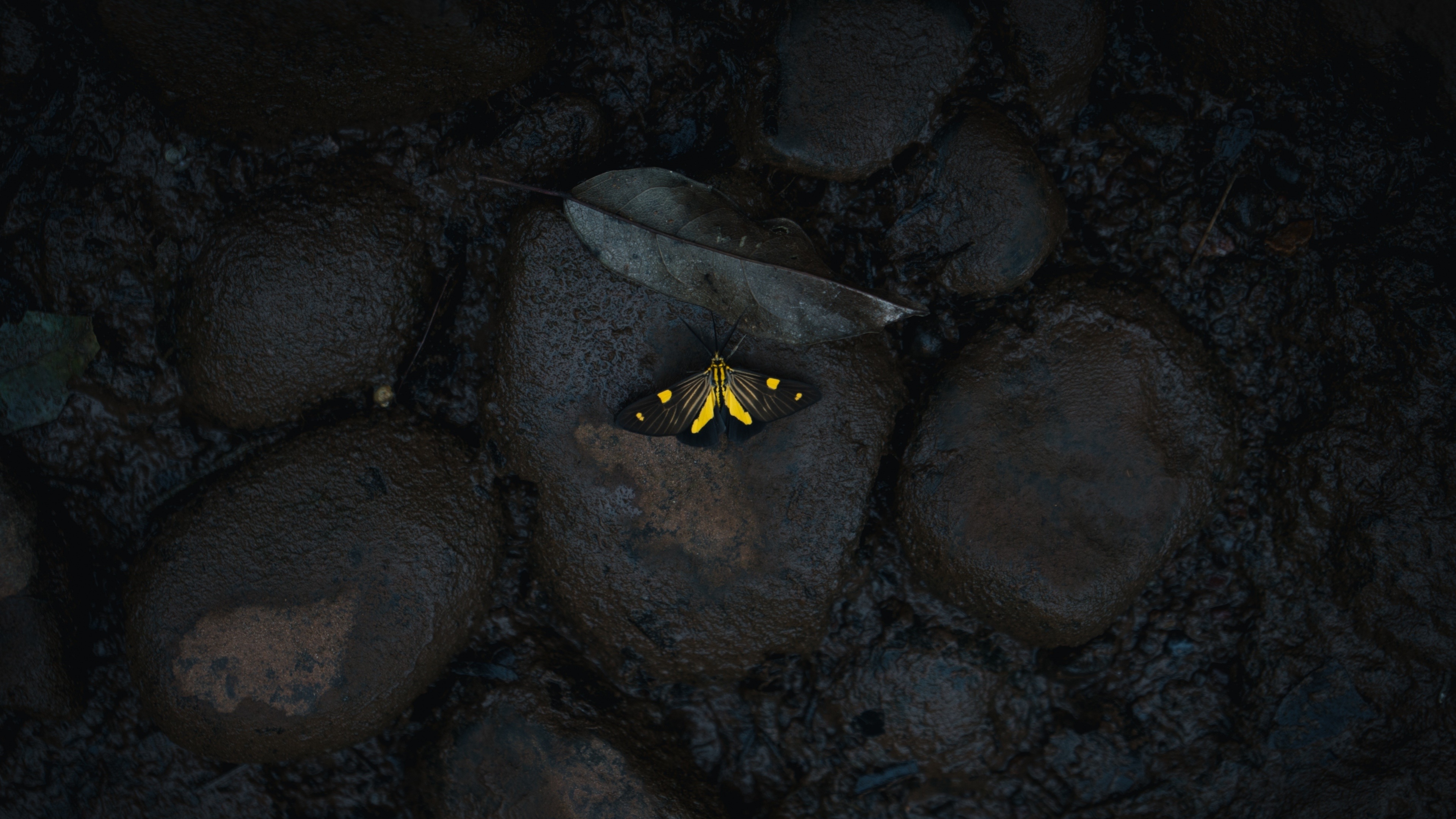 бабочка камни