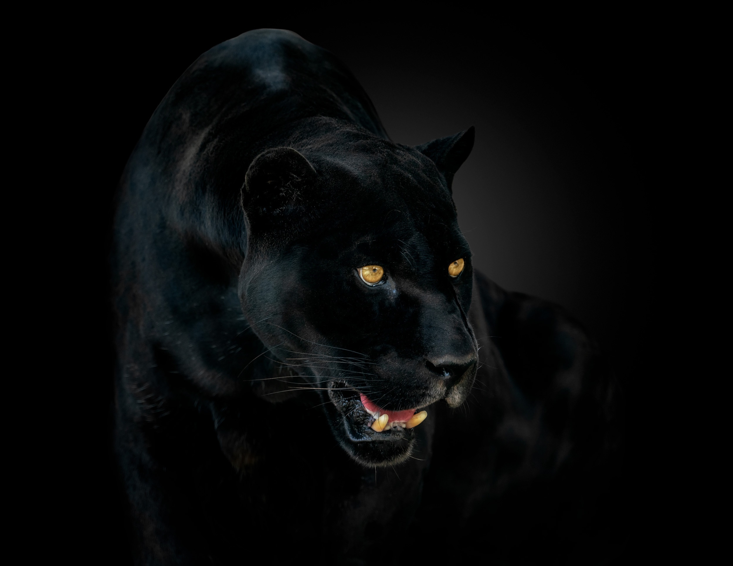 глаза jaguar пантера fangs