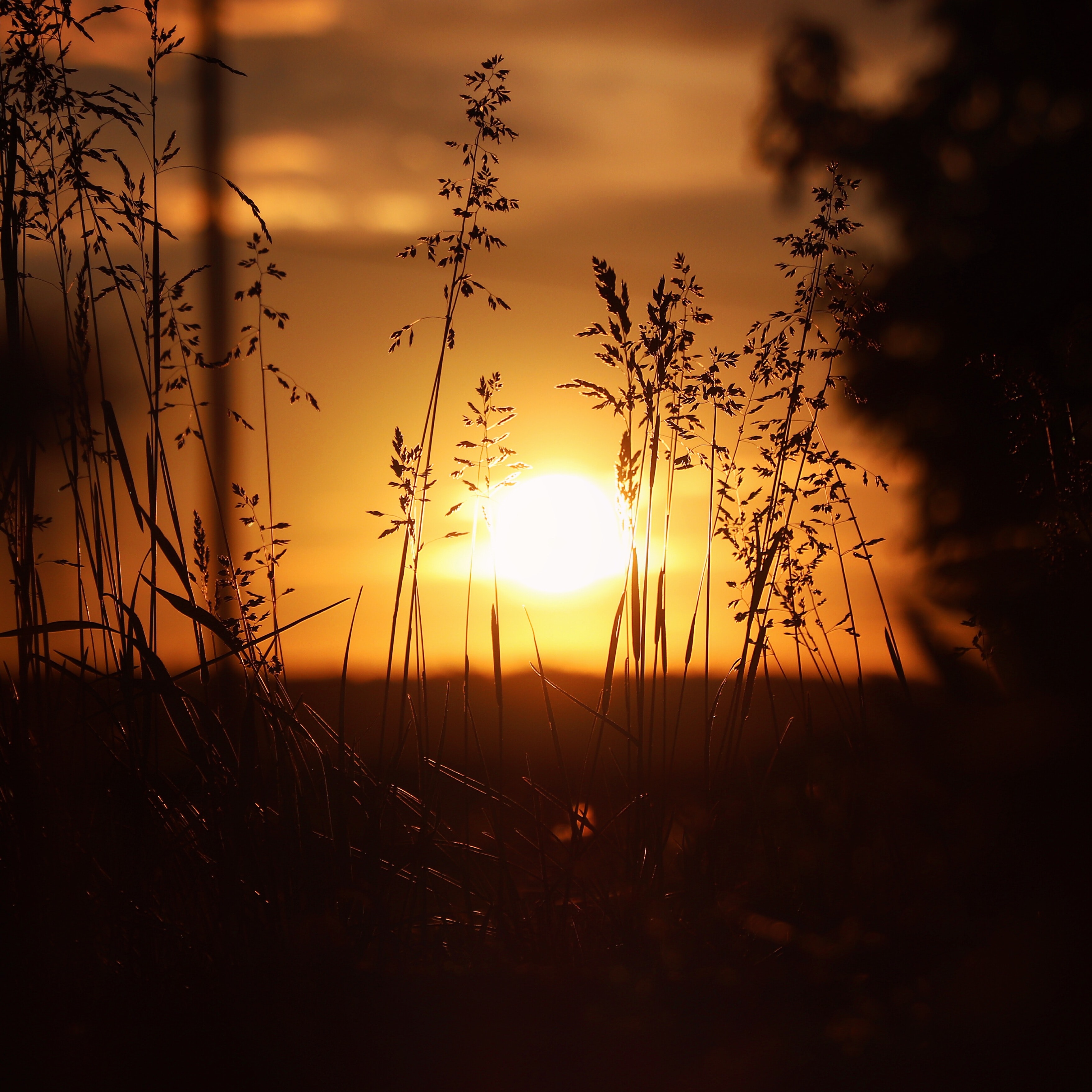 закат солнце трава
