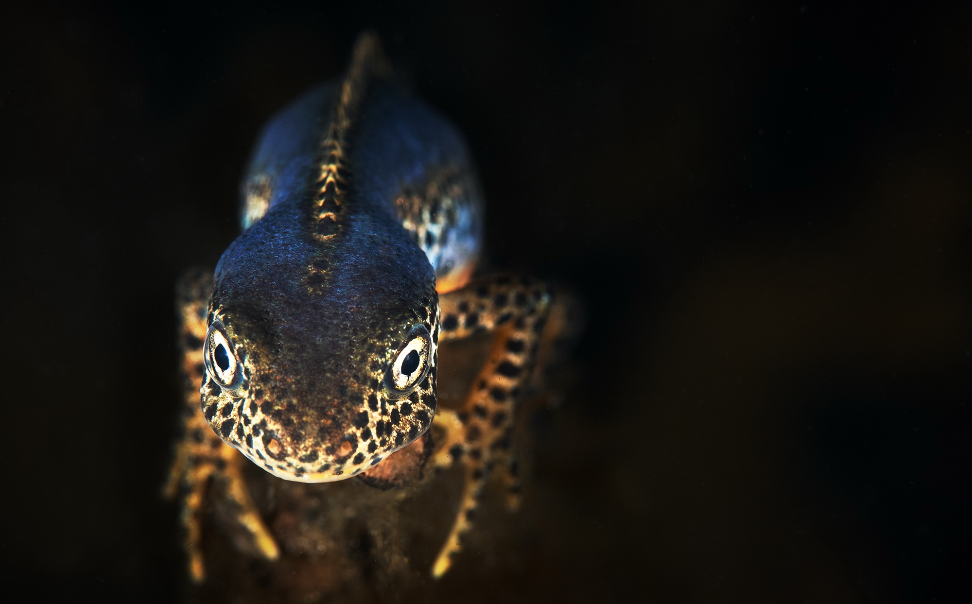 природа черный земноводные тритон