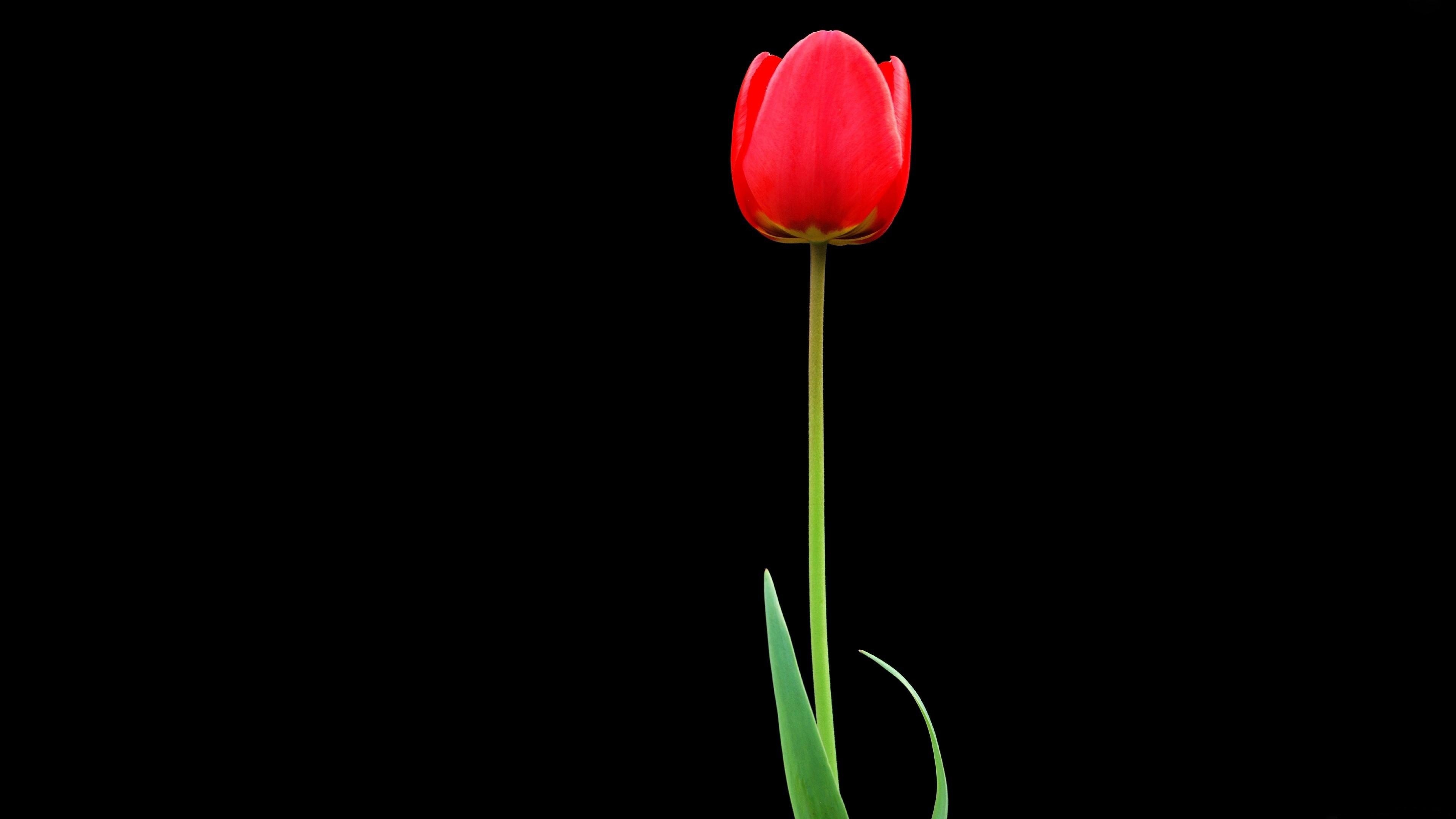 тюльпан красный цветок