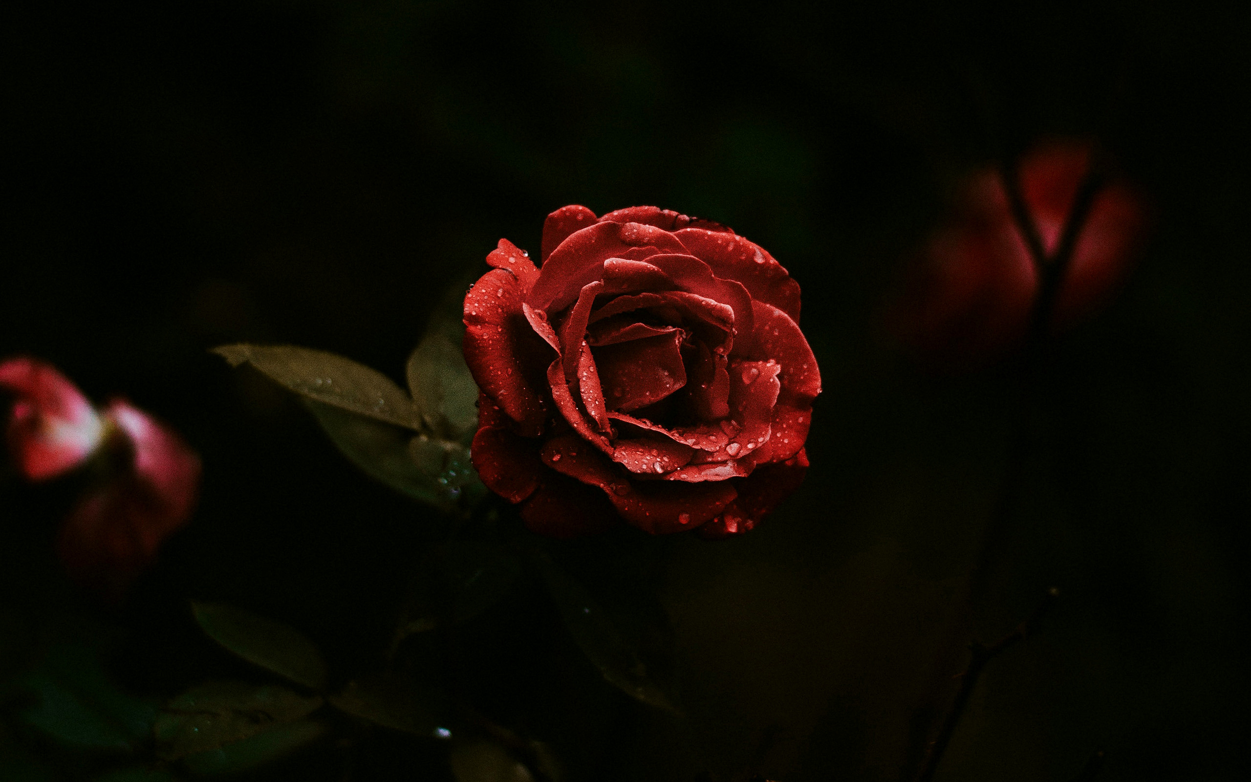 цветы черный красные лепестки