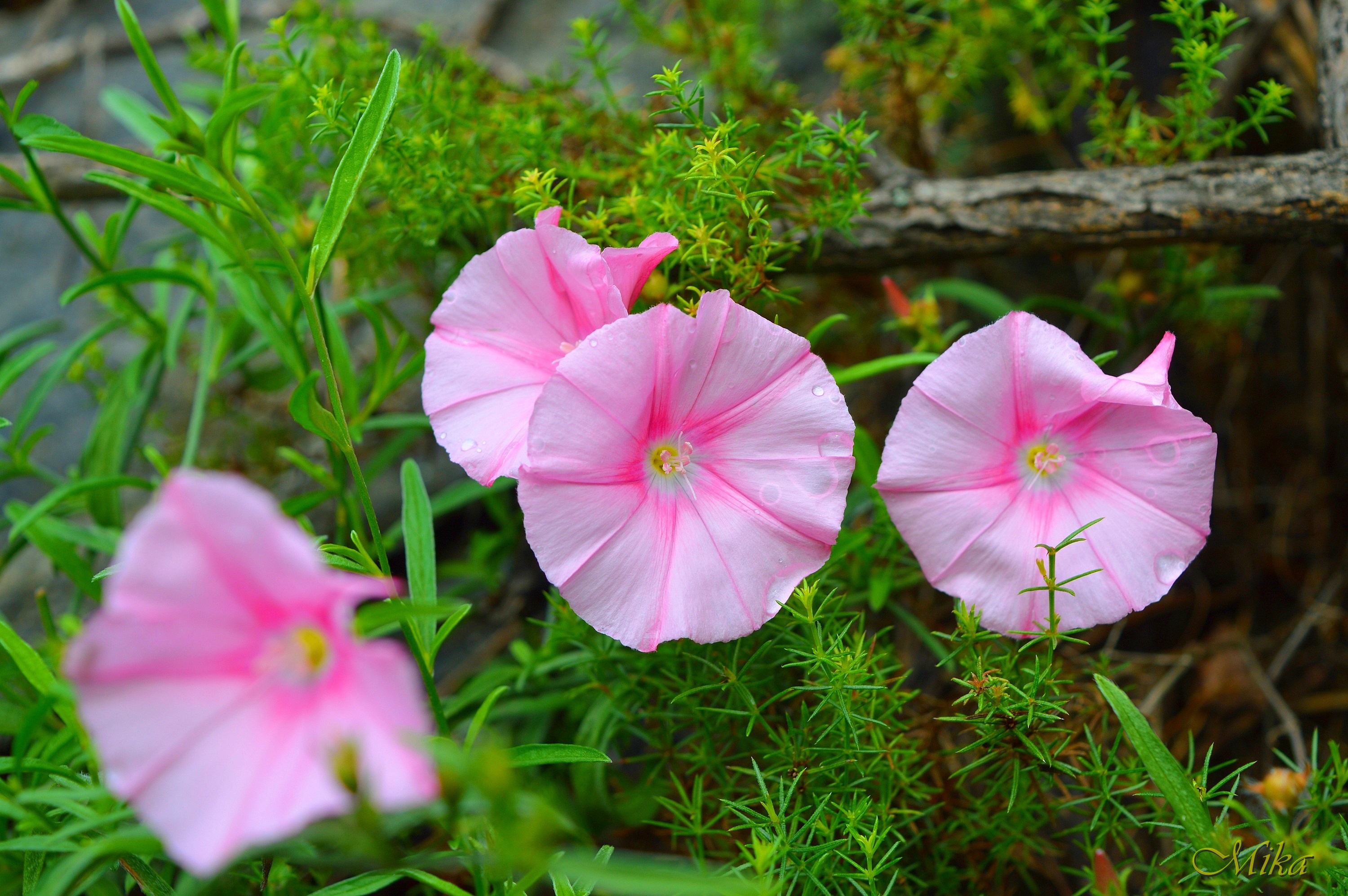 Цветочки Flowers Розовые цветы