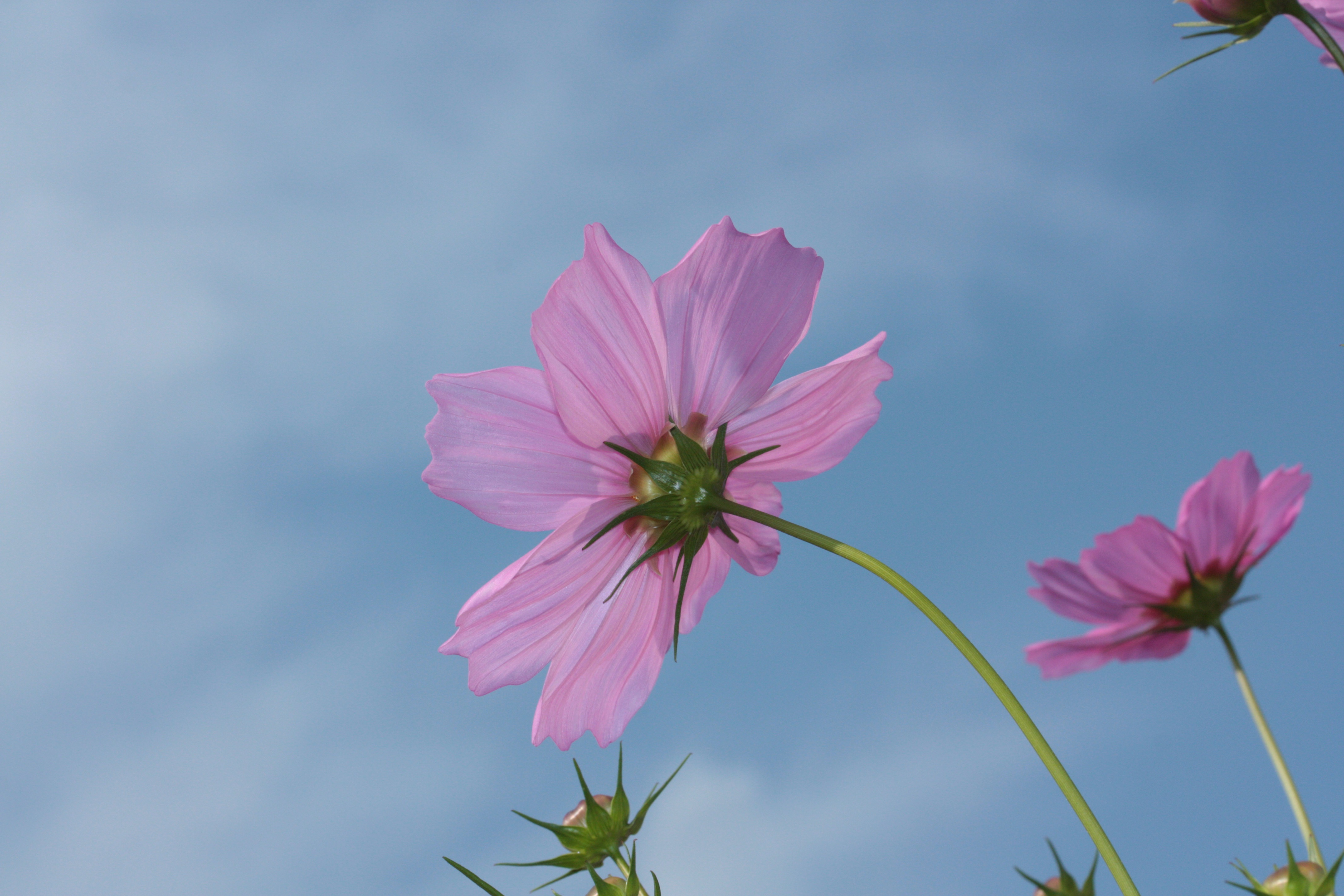 космея цветение лето цветы