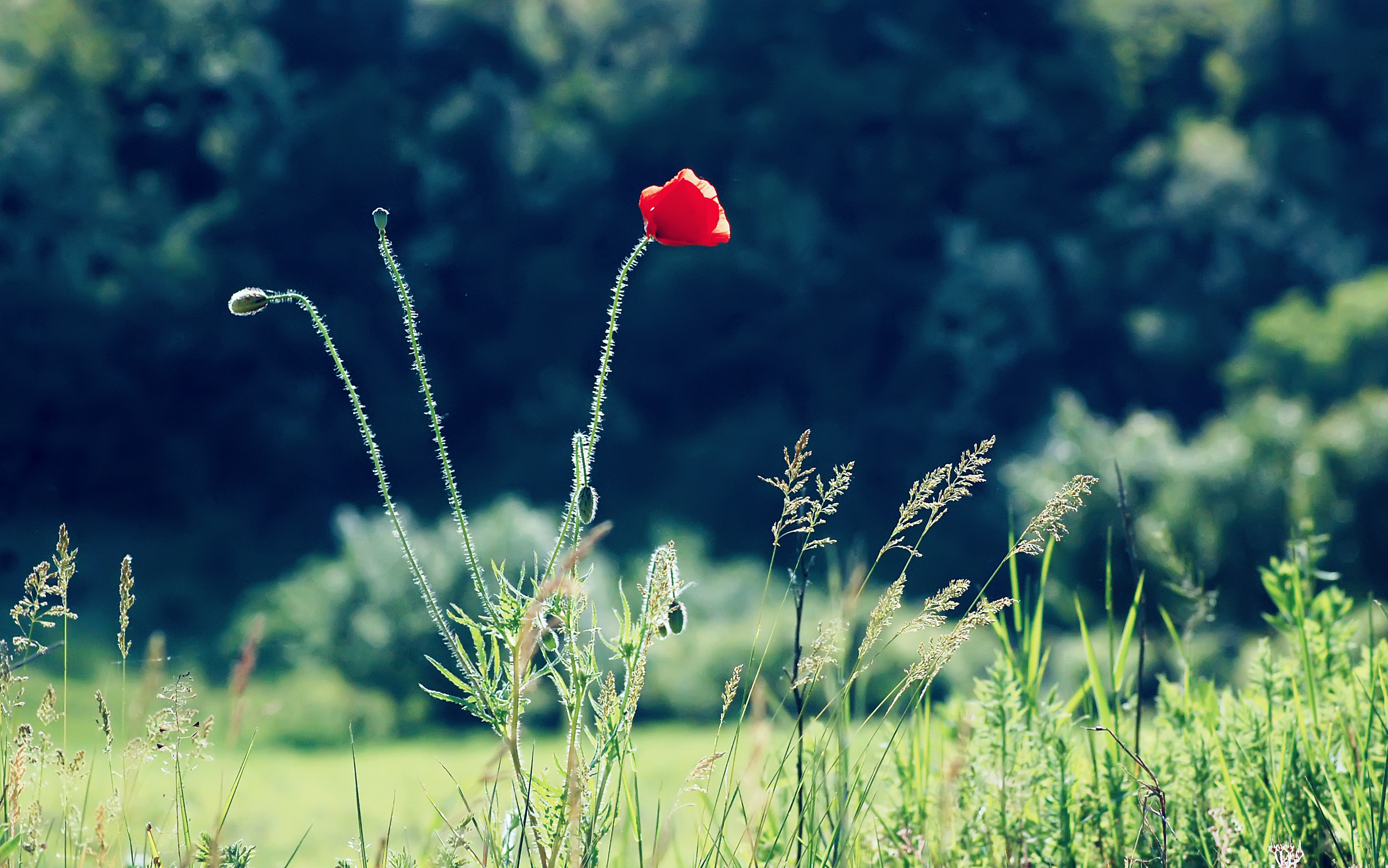 красный трава цветок мак