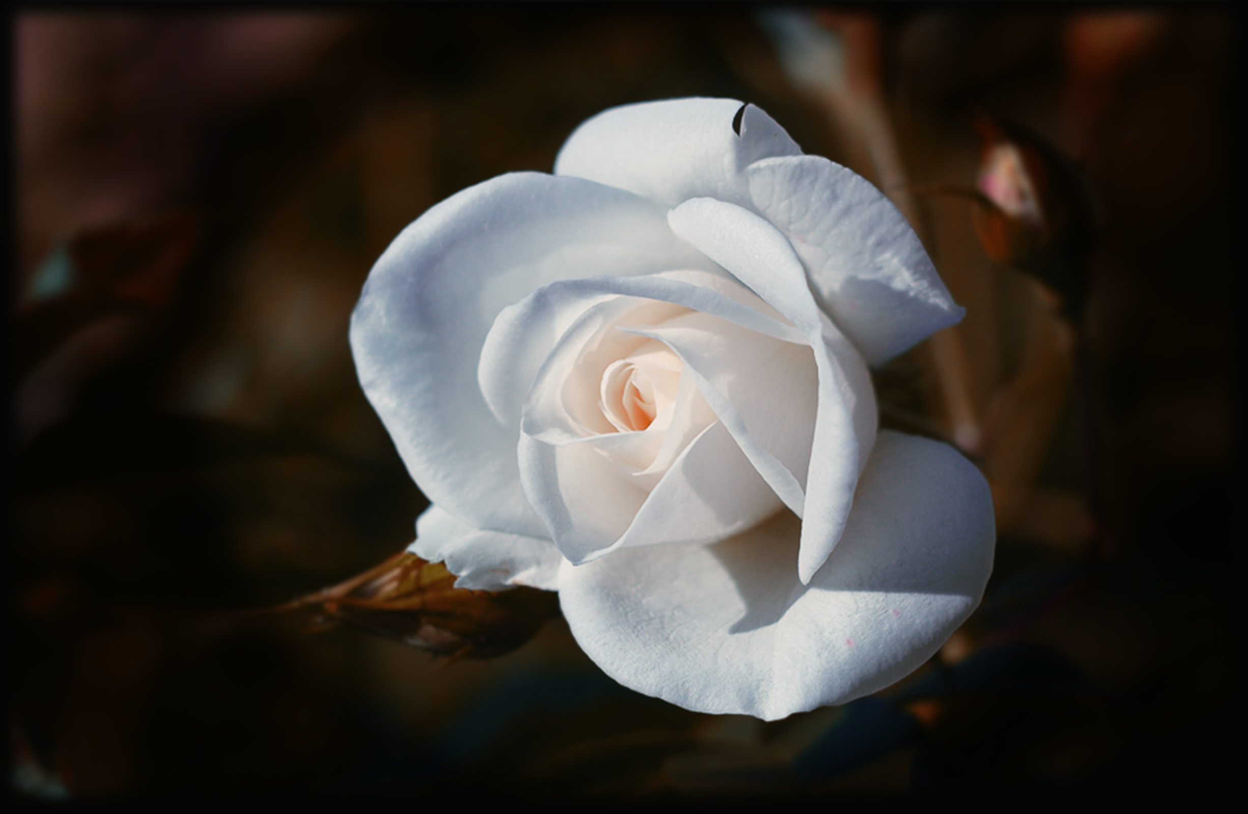 макро роза красота