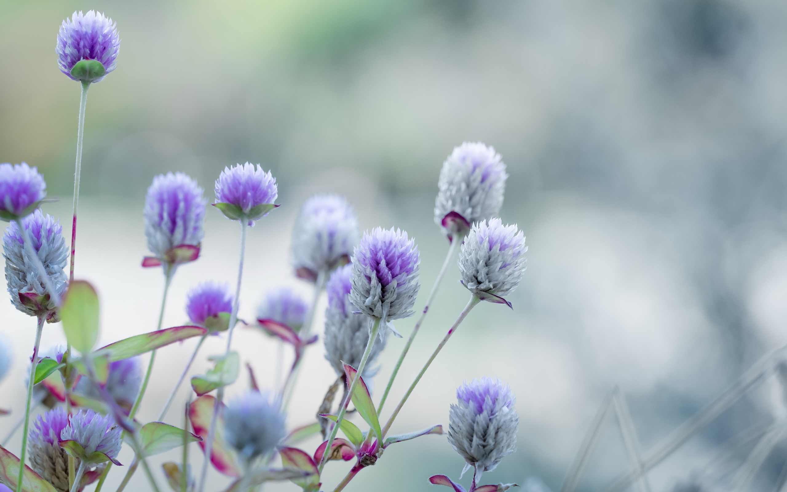 природа лето трава