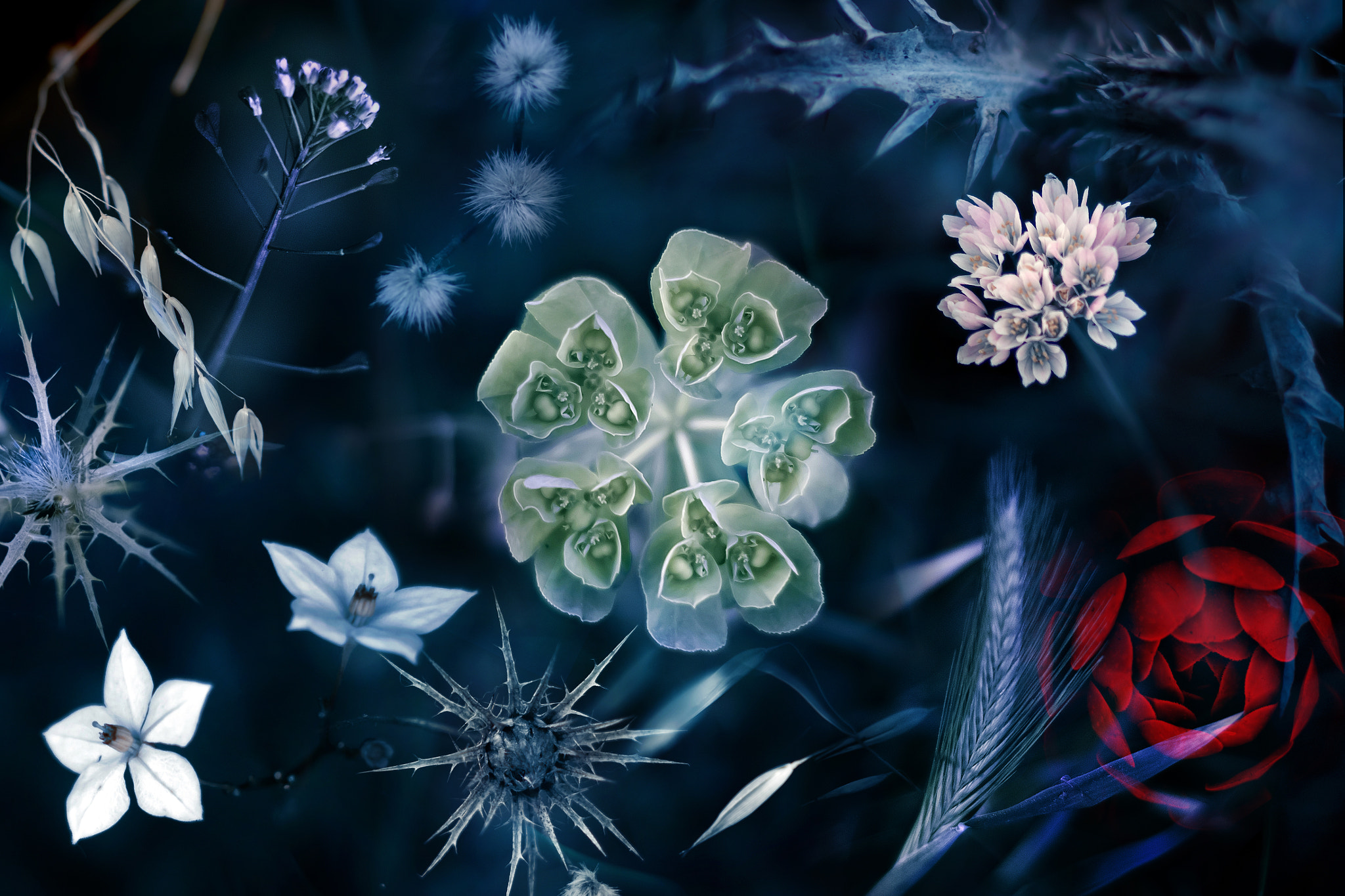 природа растения манипуляции