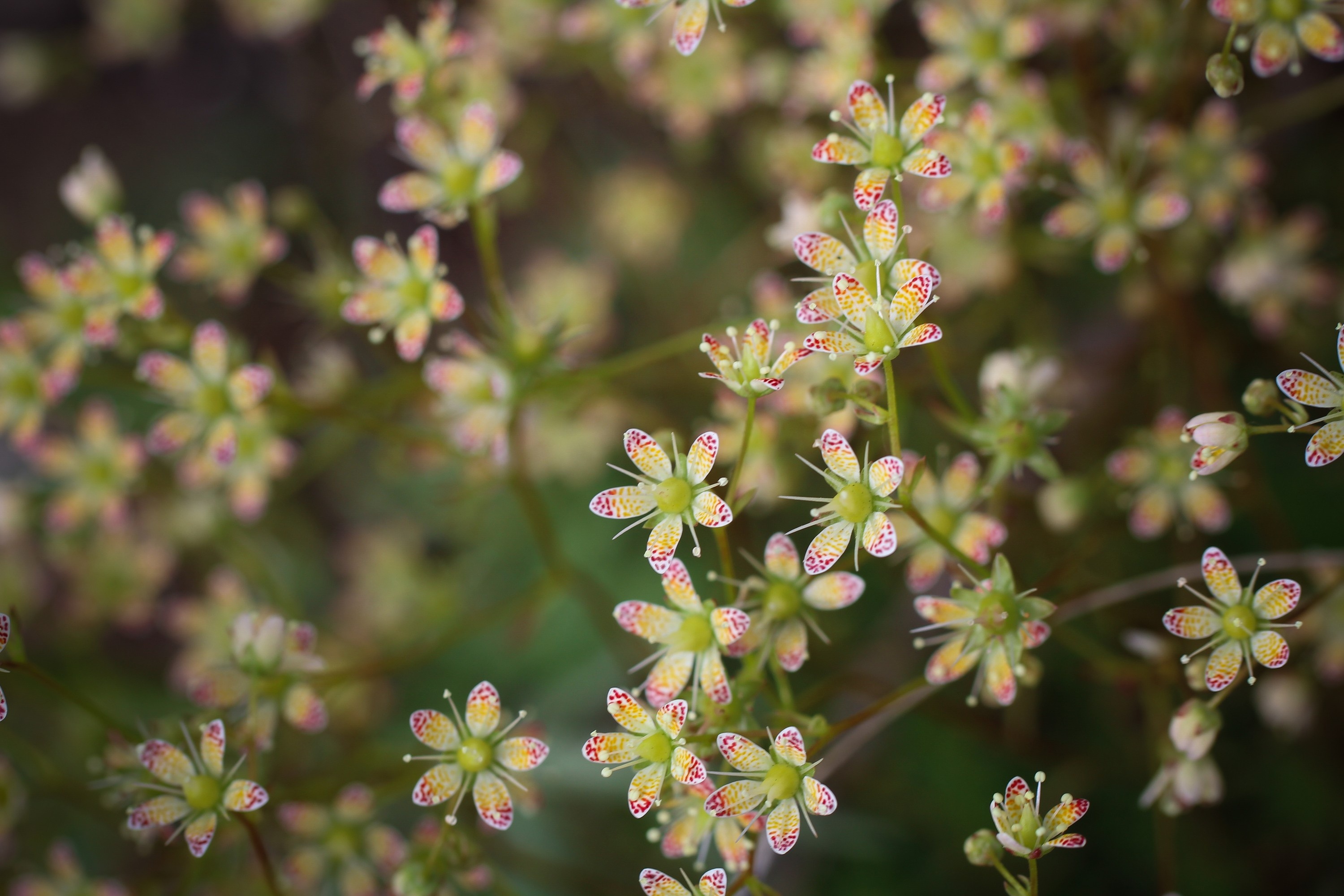 природа цветы таймыр лето