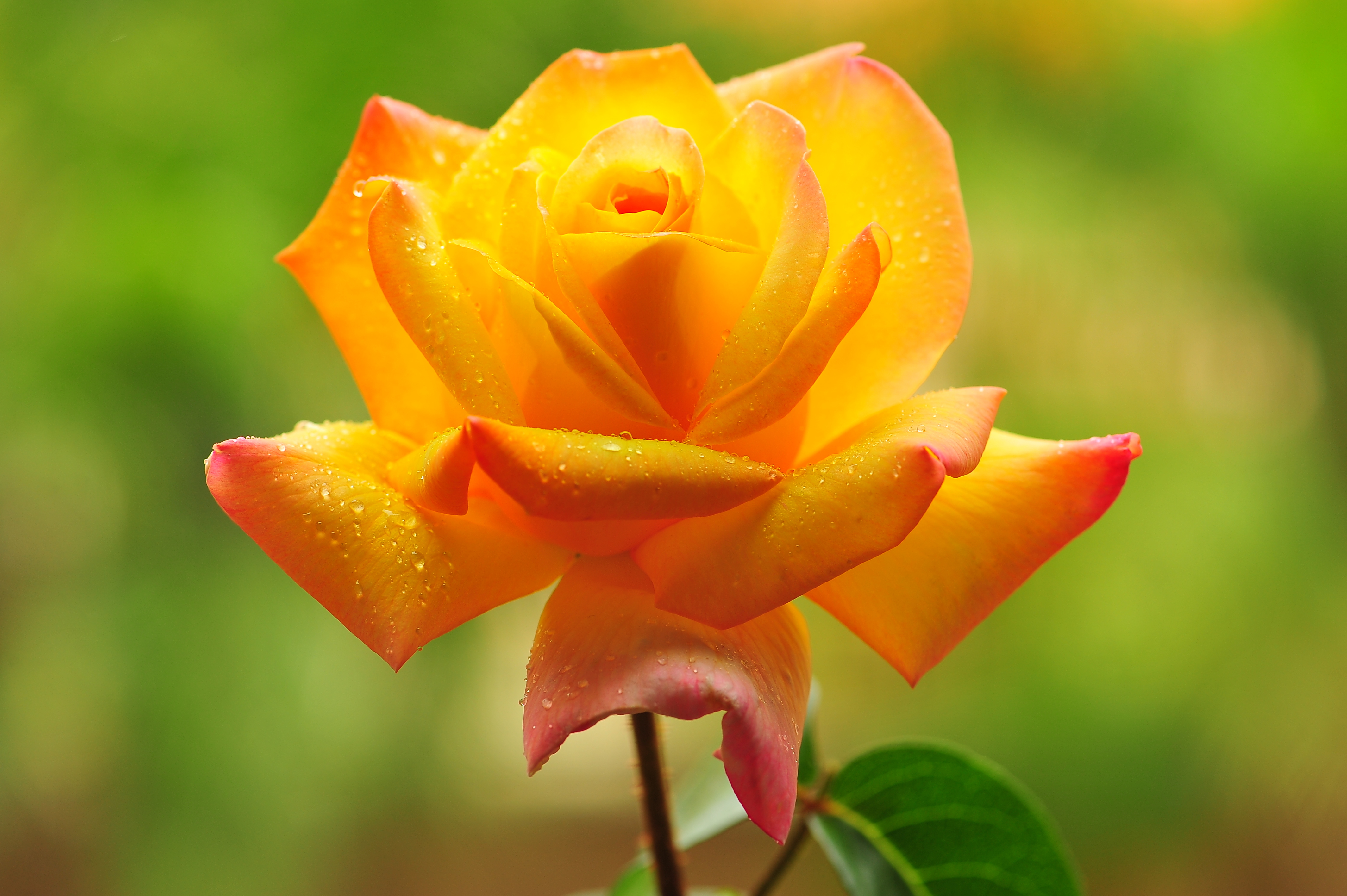 Бутон жёлтой чайной розы
