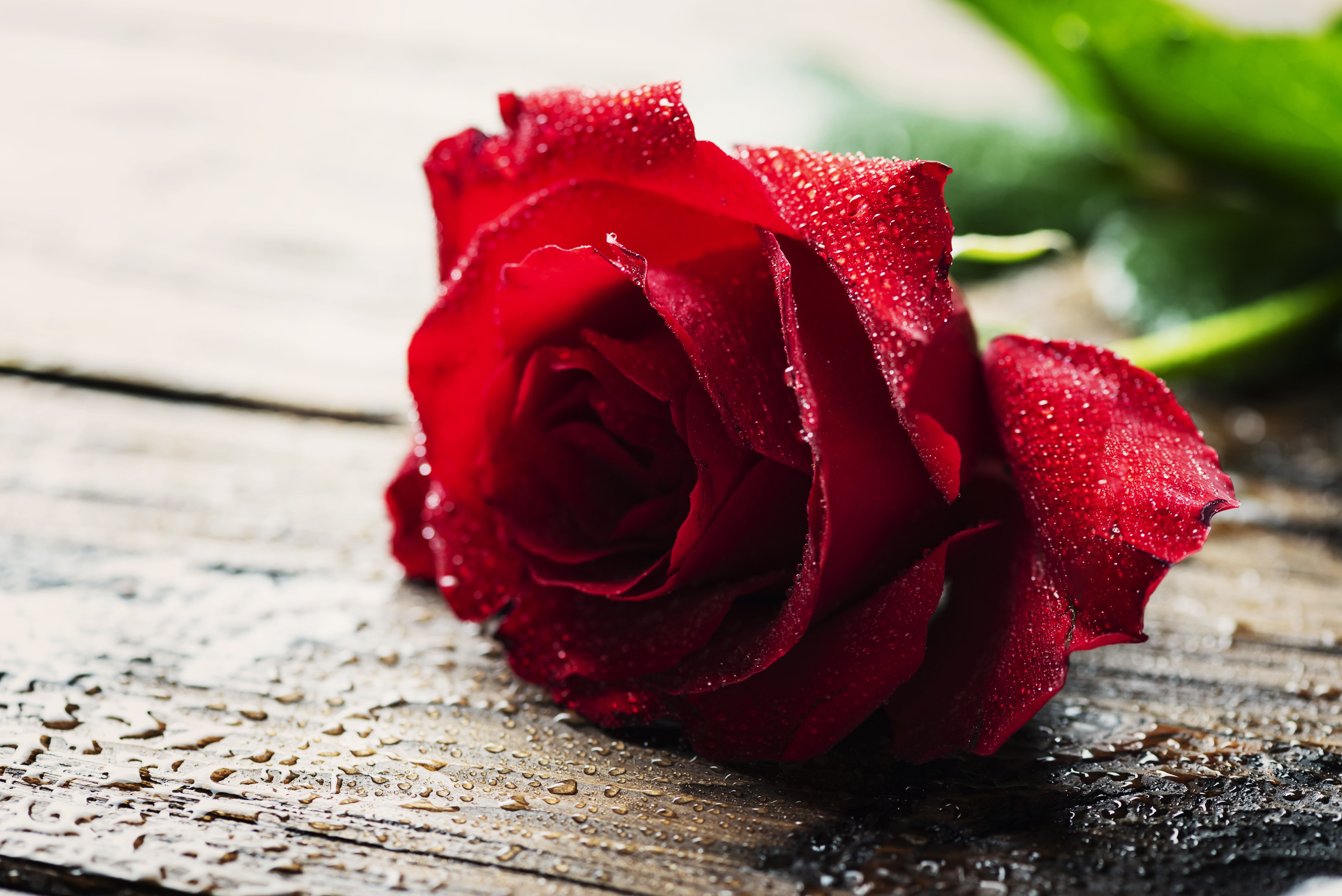 роза цветок Капли Розы планом