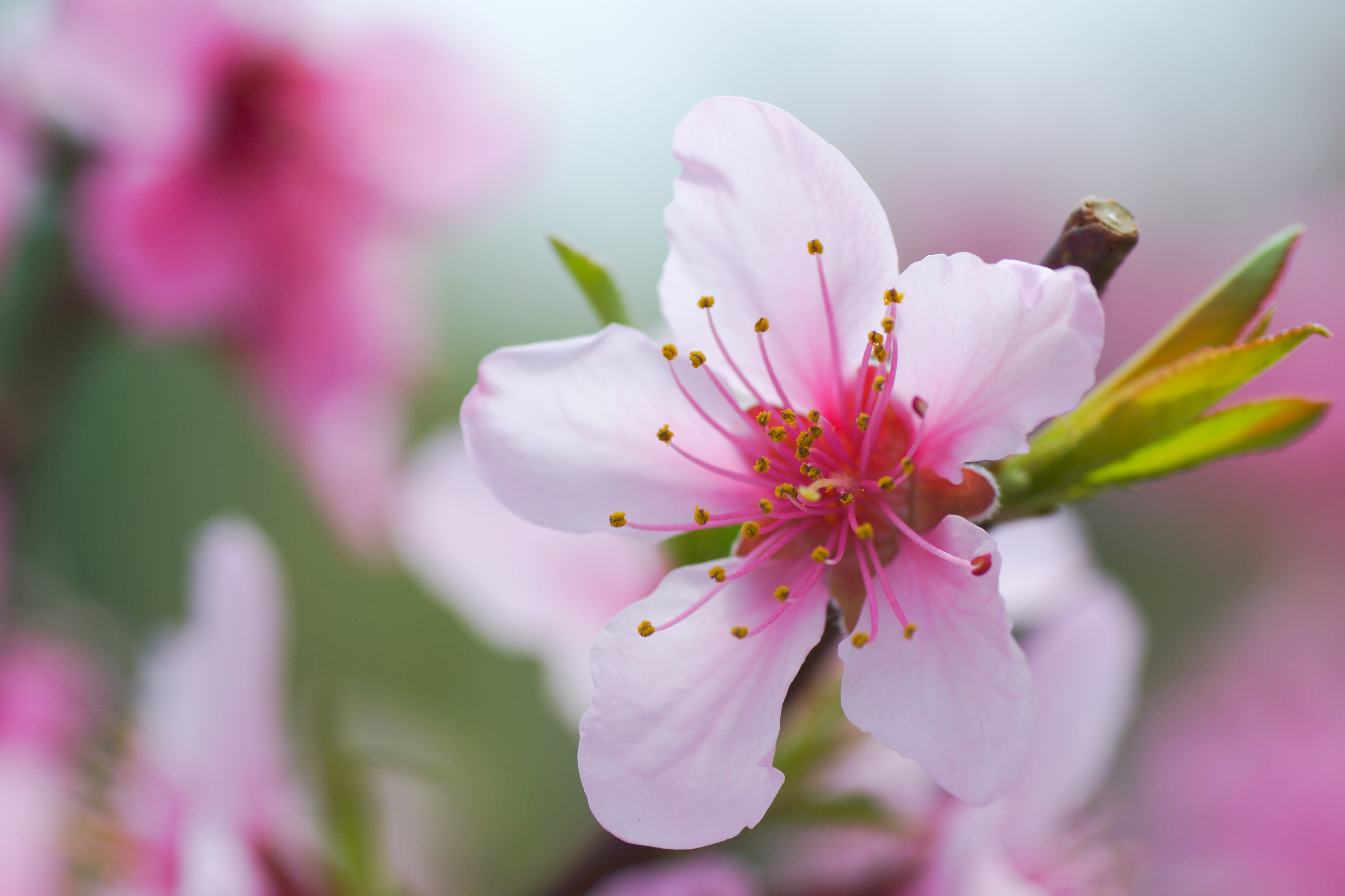 цветок лепестки цветение