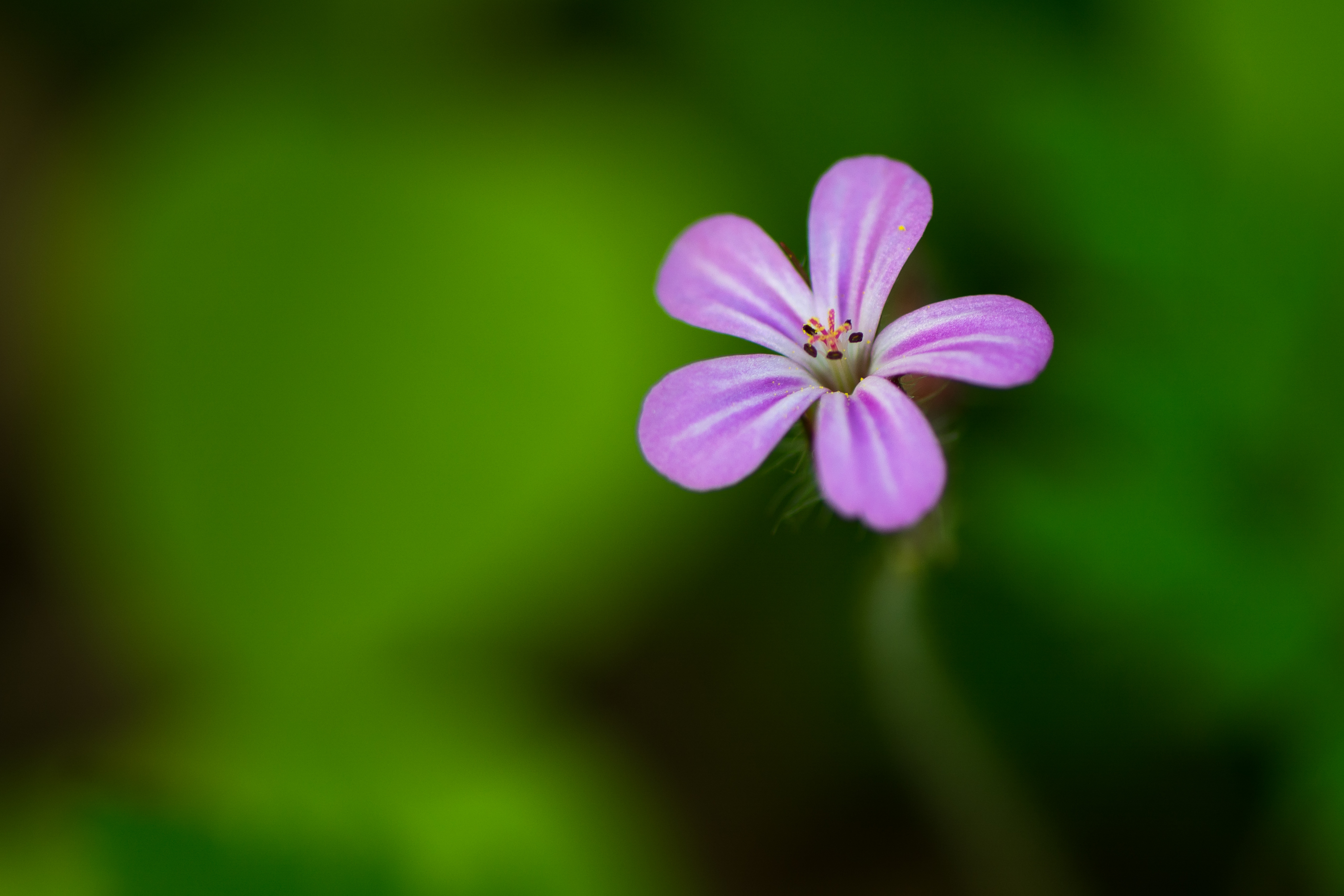 цветок фиолетовый лепестки