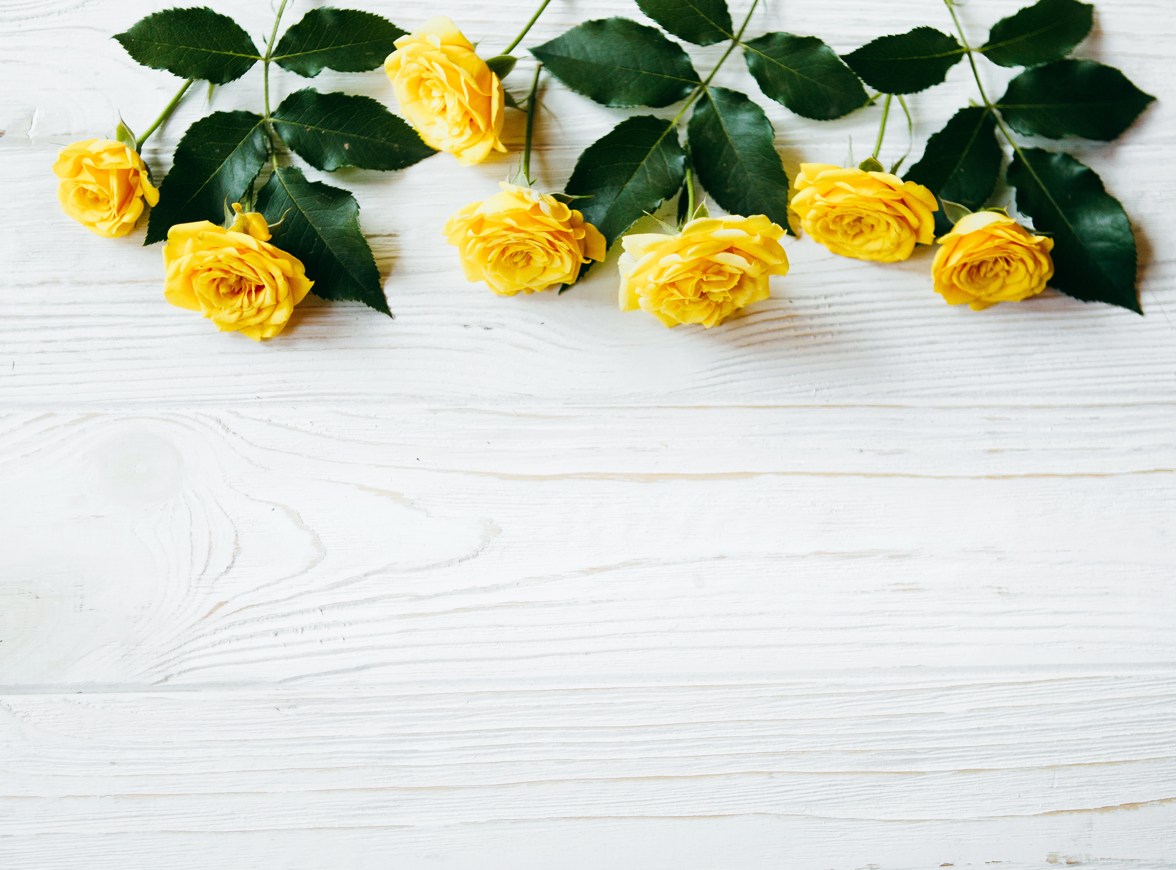 цветы flowers wood roses