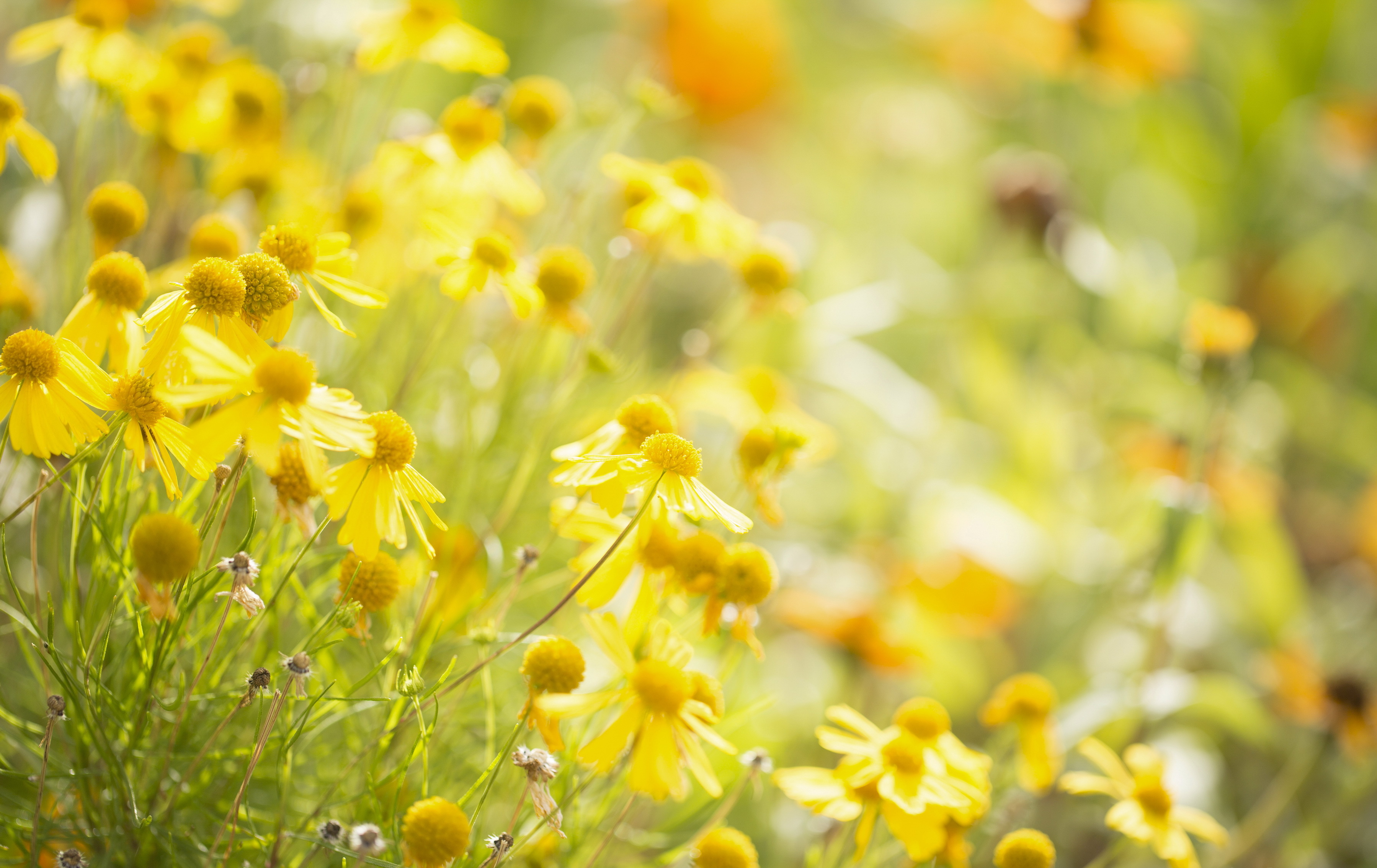 цветы лето природа