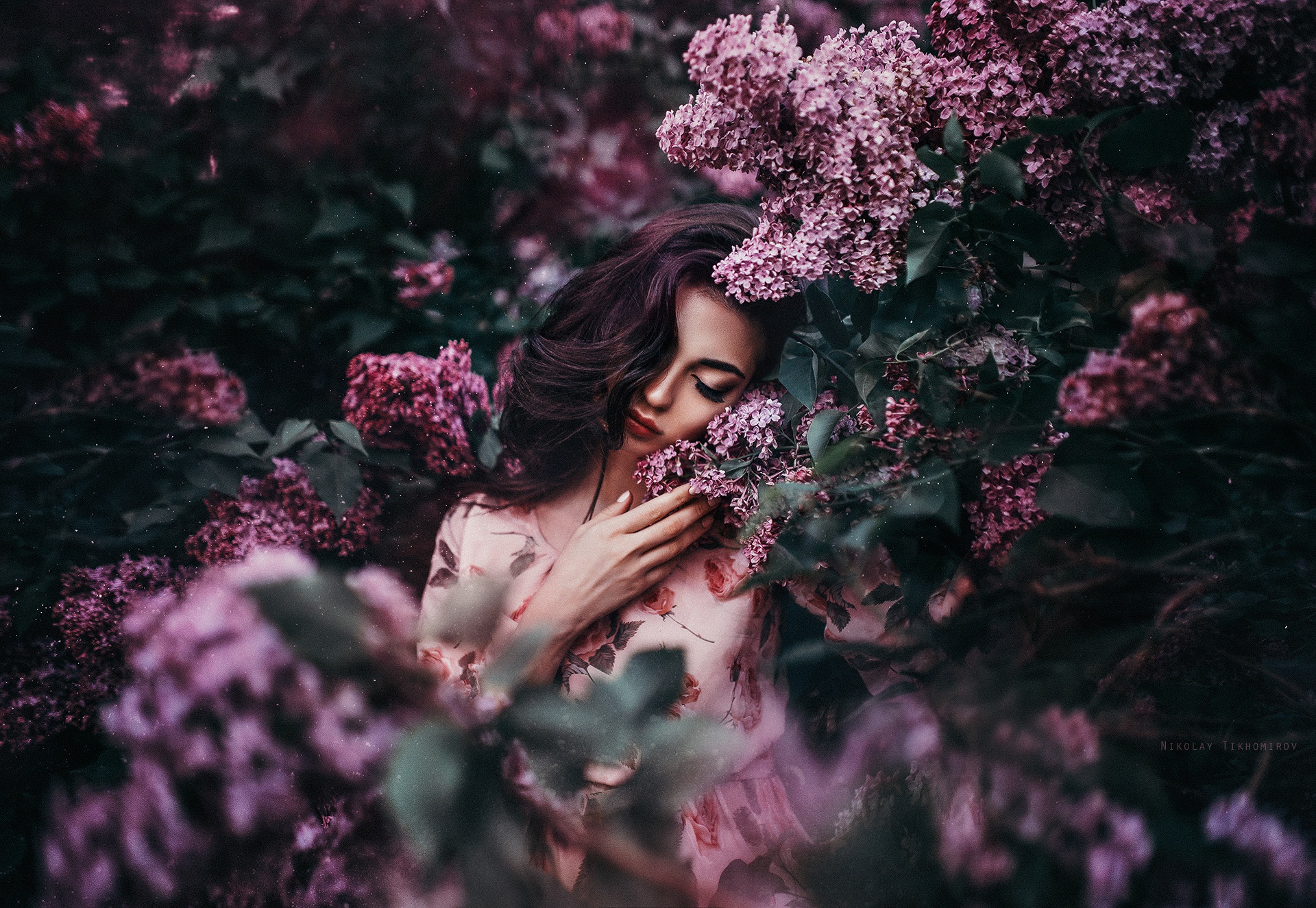 куст сирени