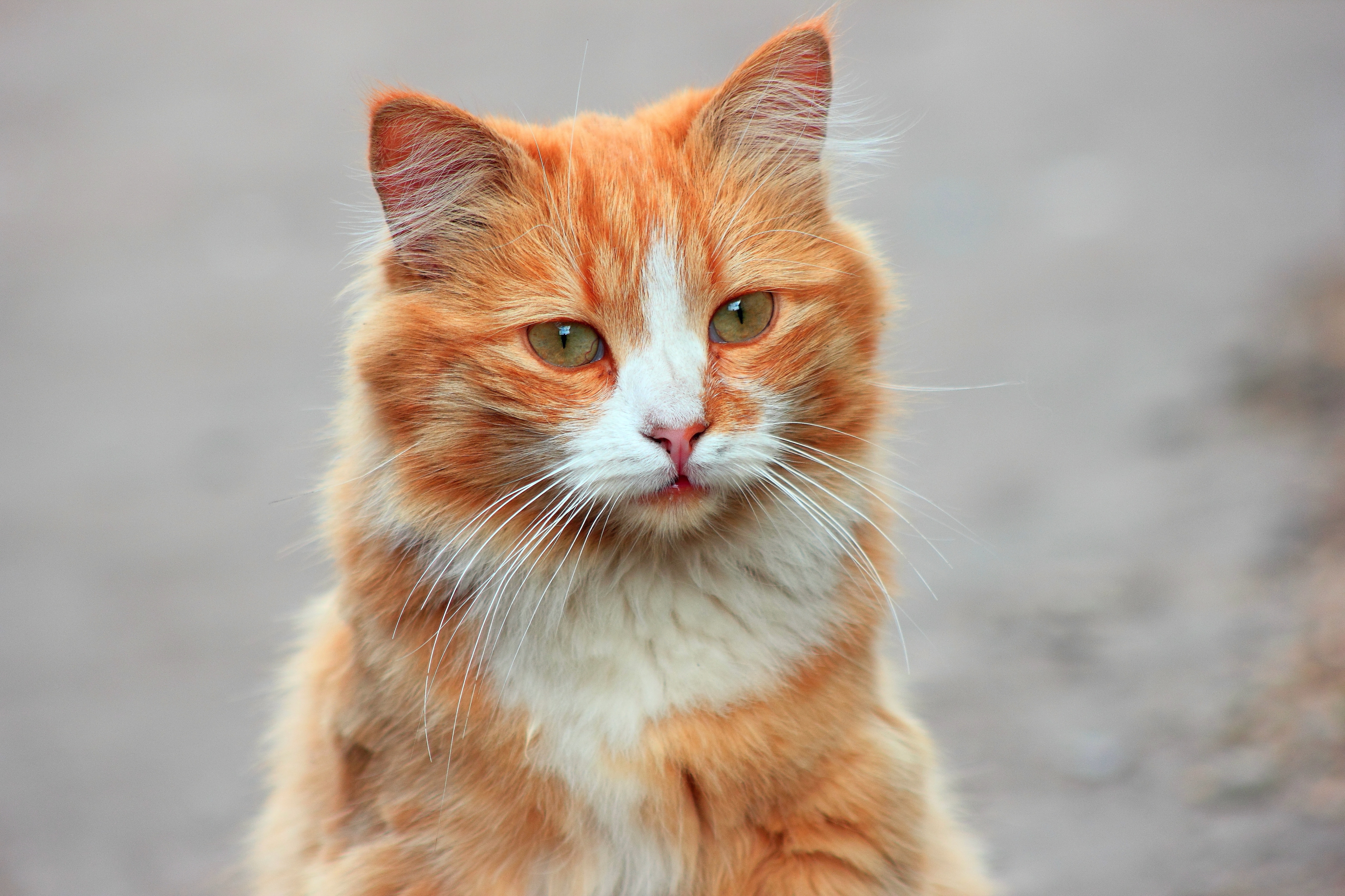 Рыжая бритая. Рыжая кошка. Рыжая крошка. Рыжий котик. Красивый рыжий кот.