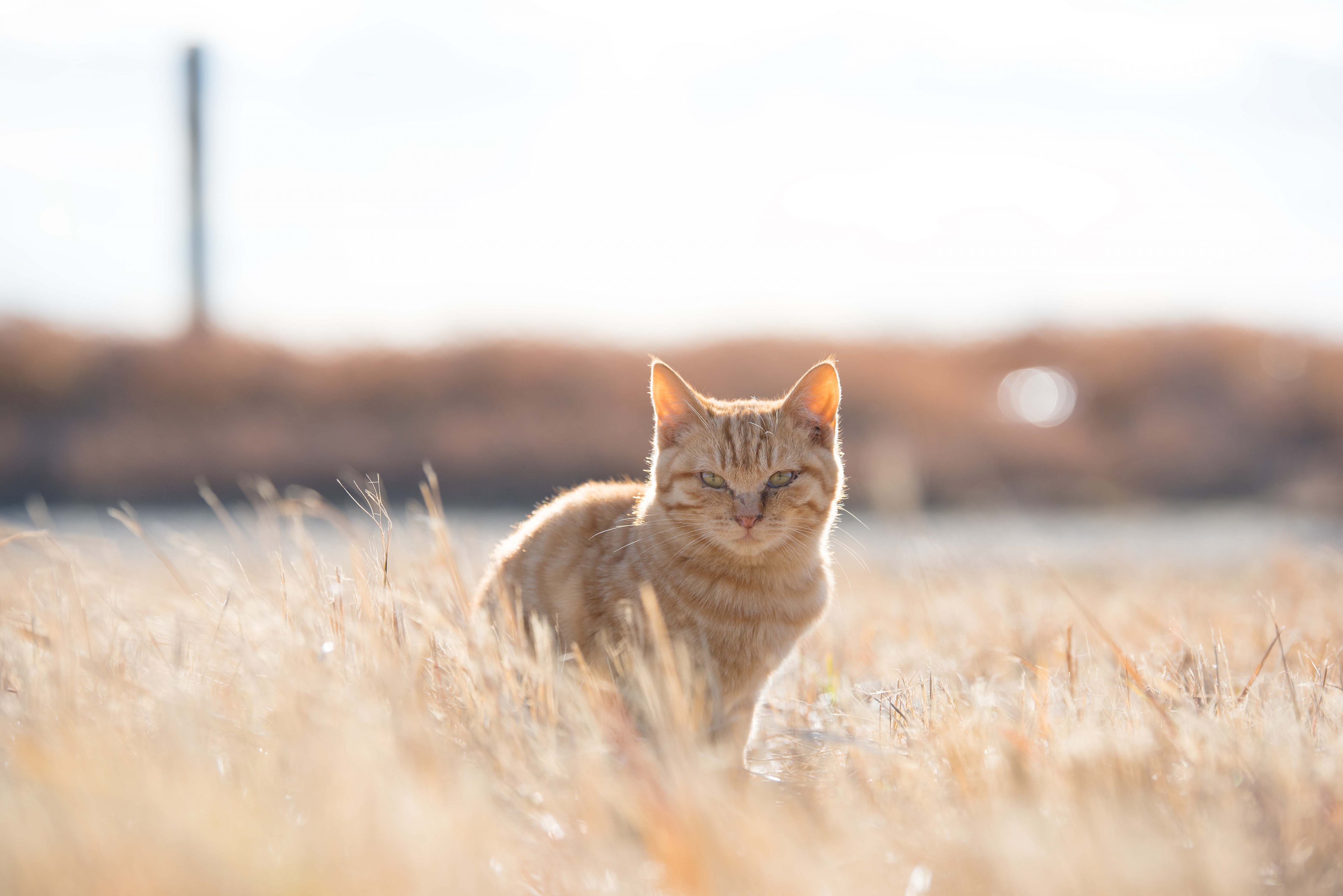 cat sunny field grass