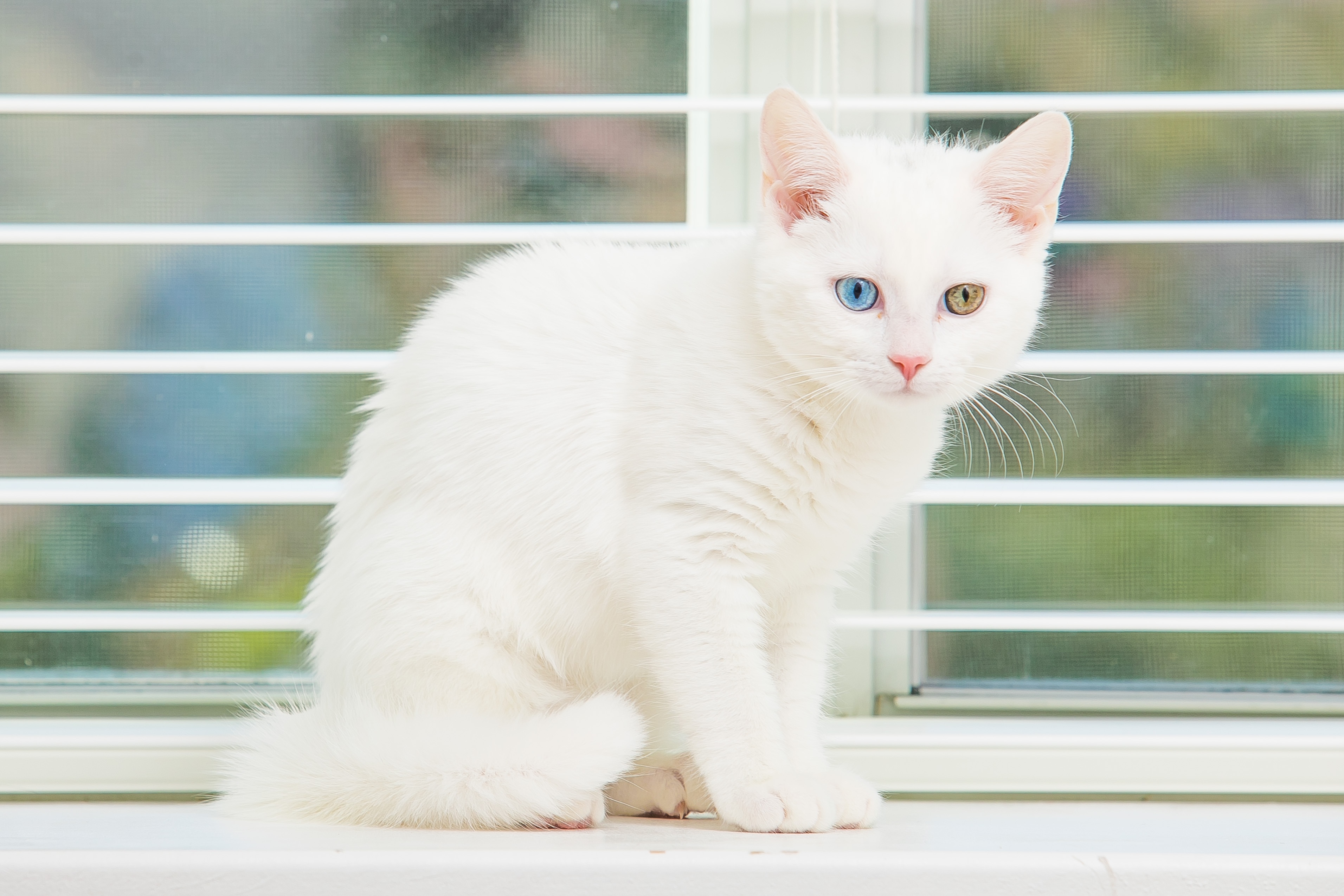 Белый котенок с