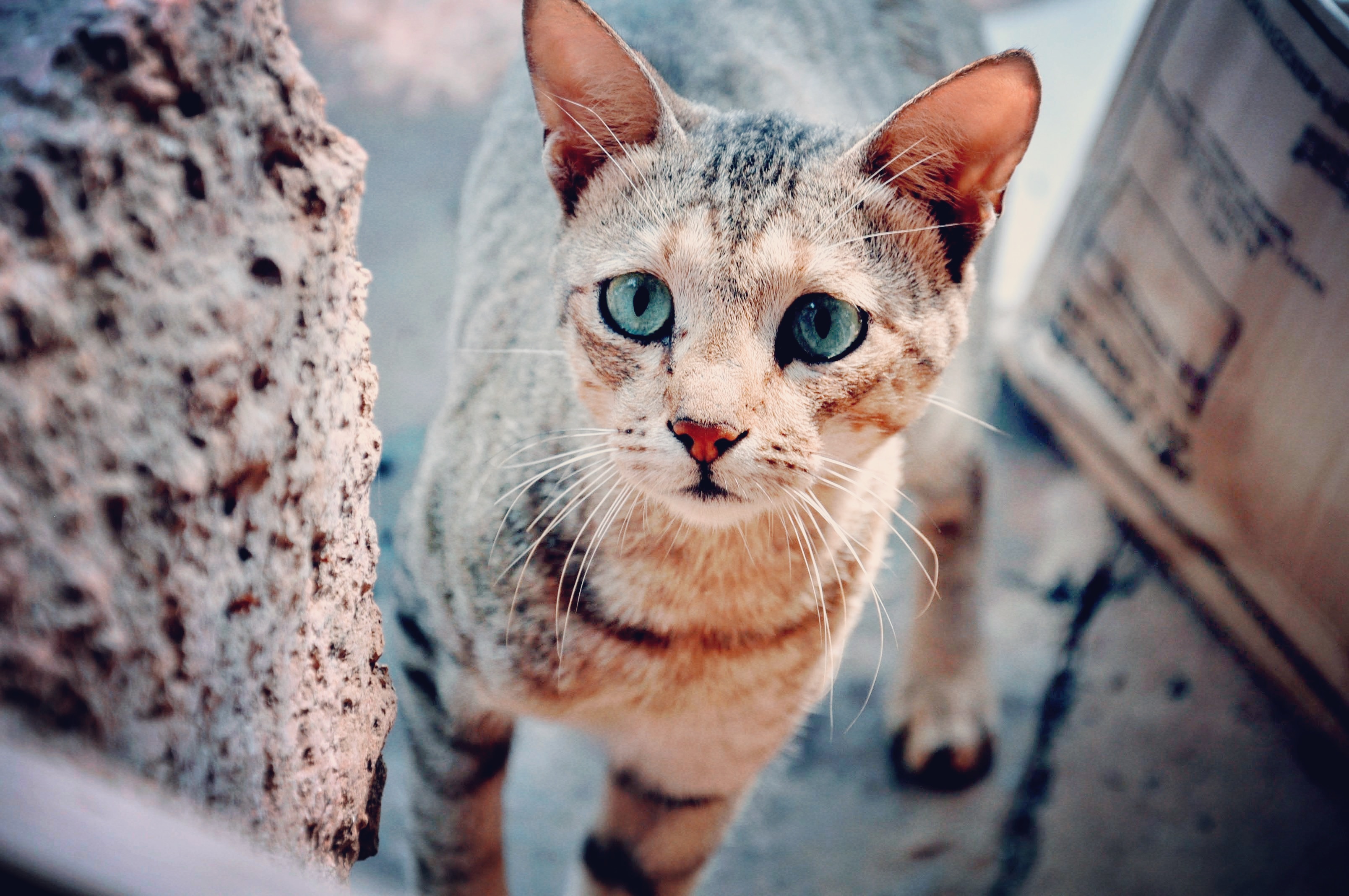 Голубоглазая серая кошка с
