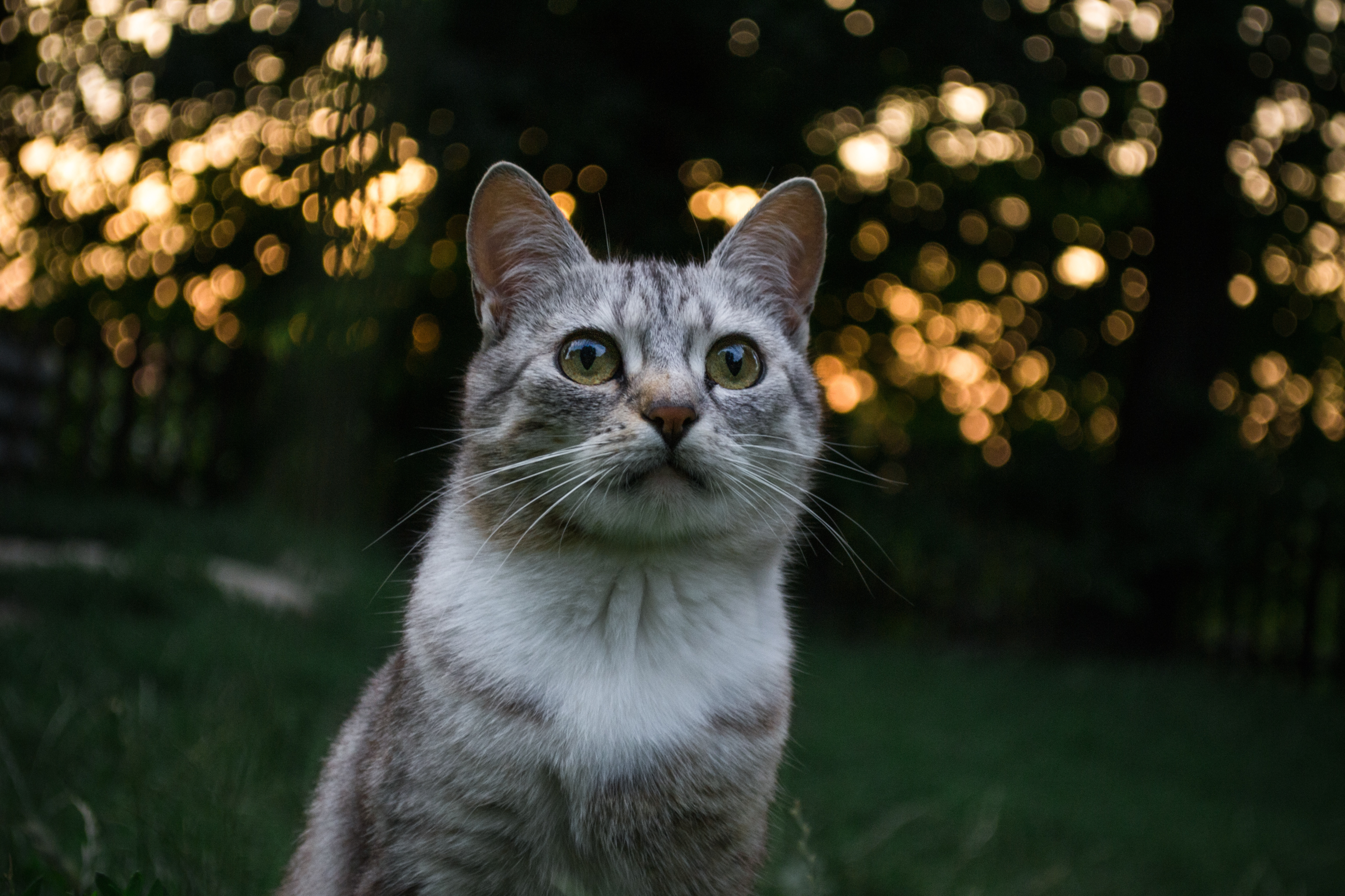 Кот природа закат портрет