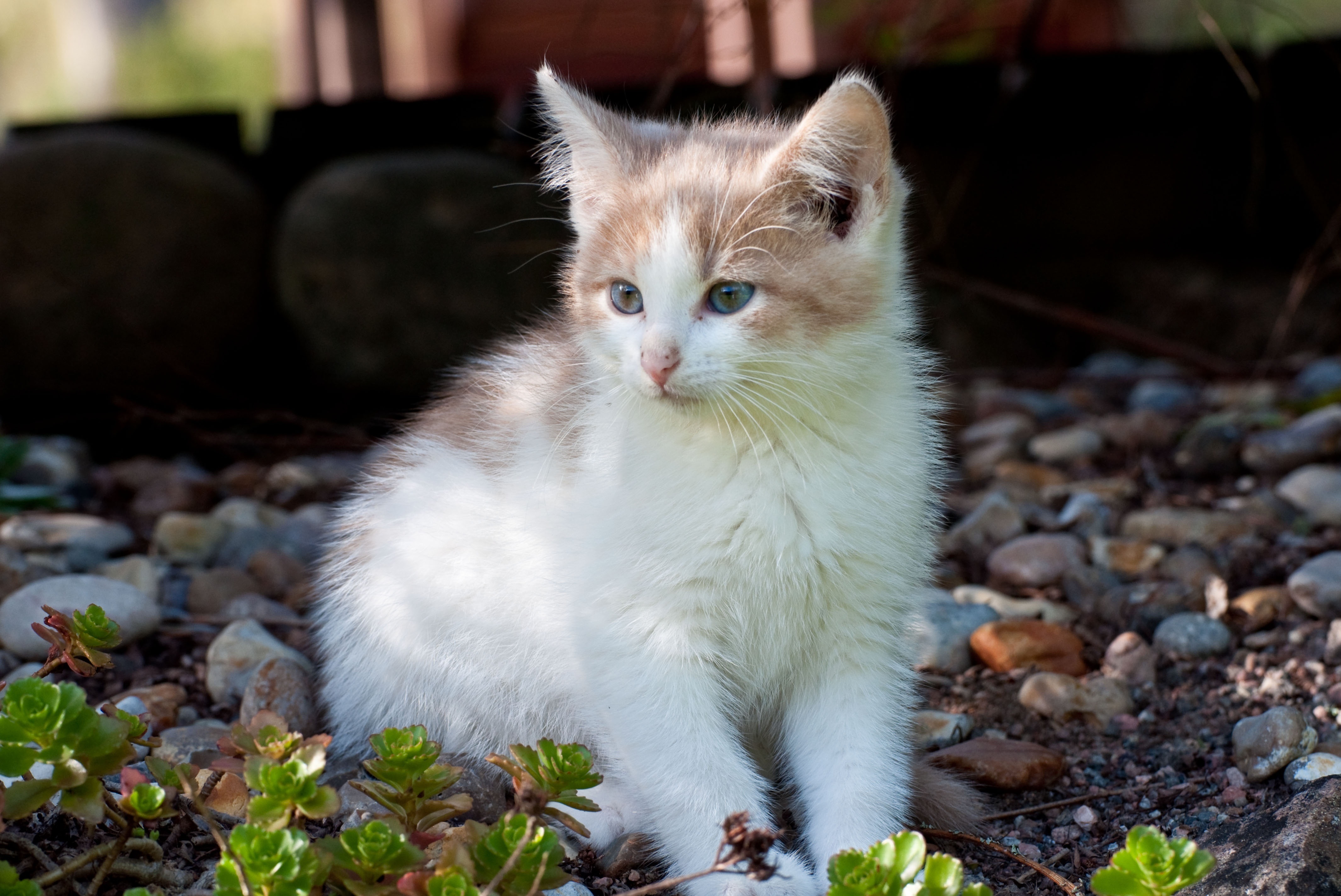 Маленький котенок сидит на