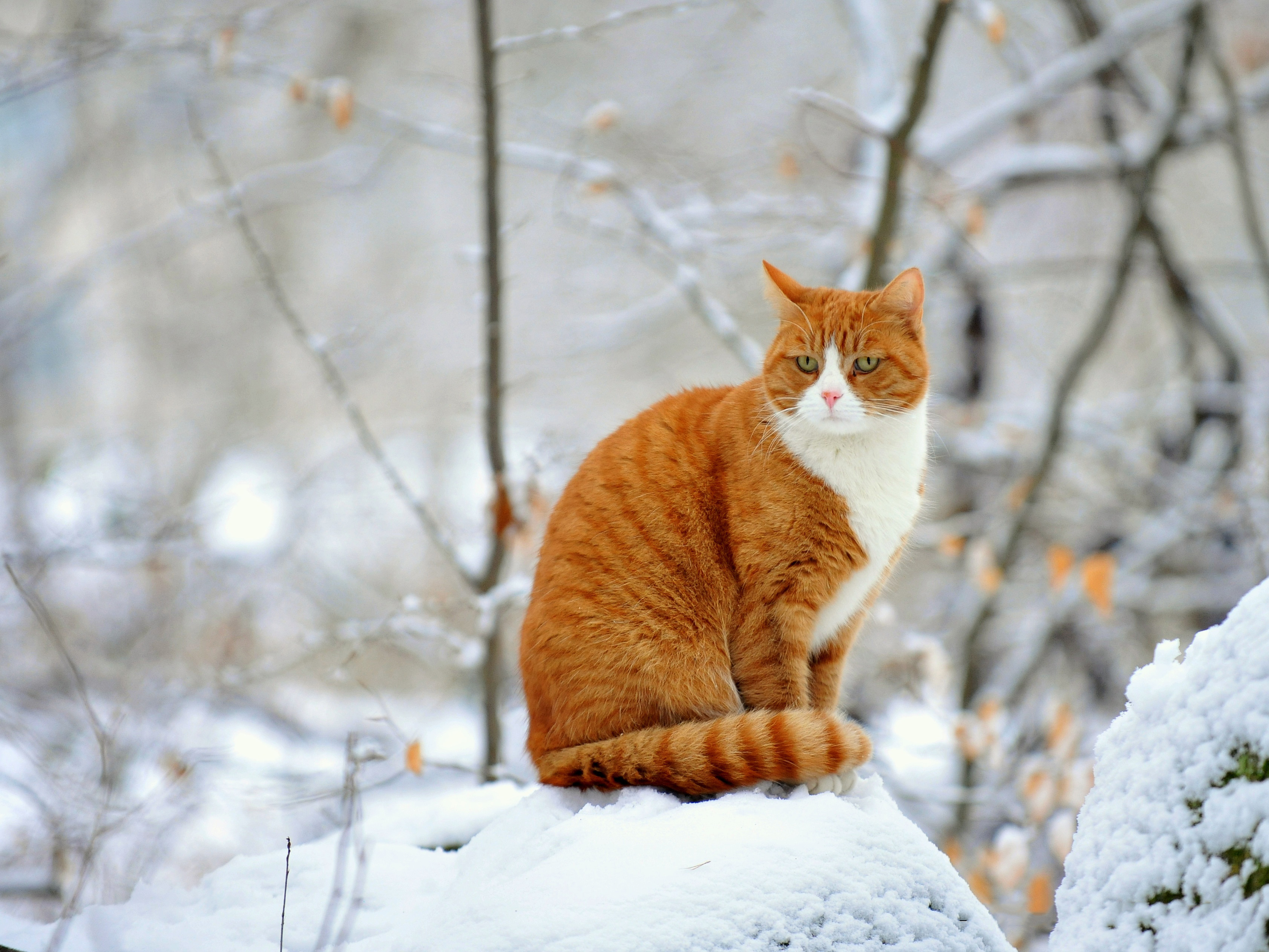 Рыжий кот зимой сидит на
