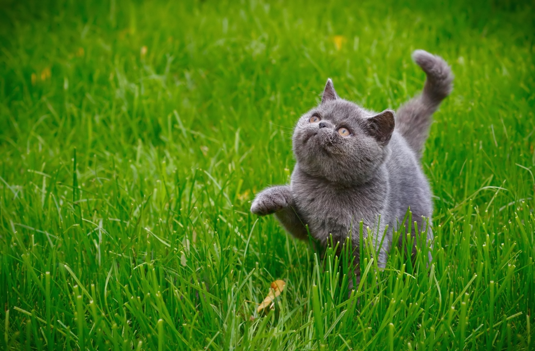 Серый котенок британец гуляет