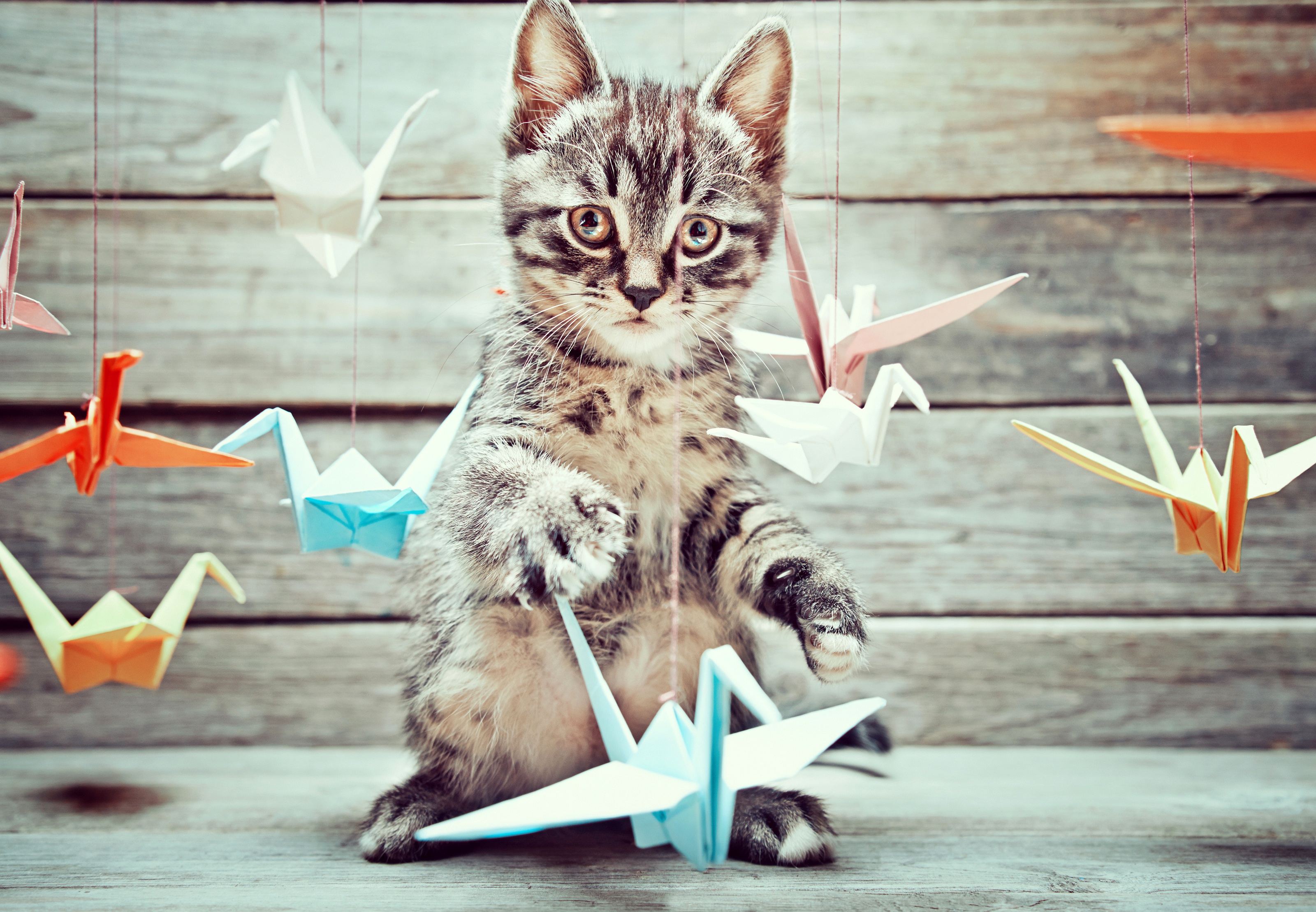 боке котёнок оригами доски птички