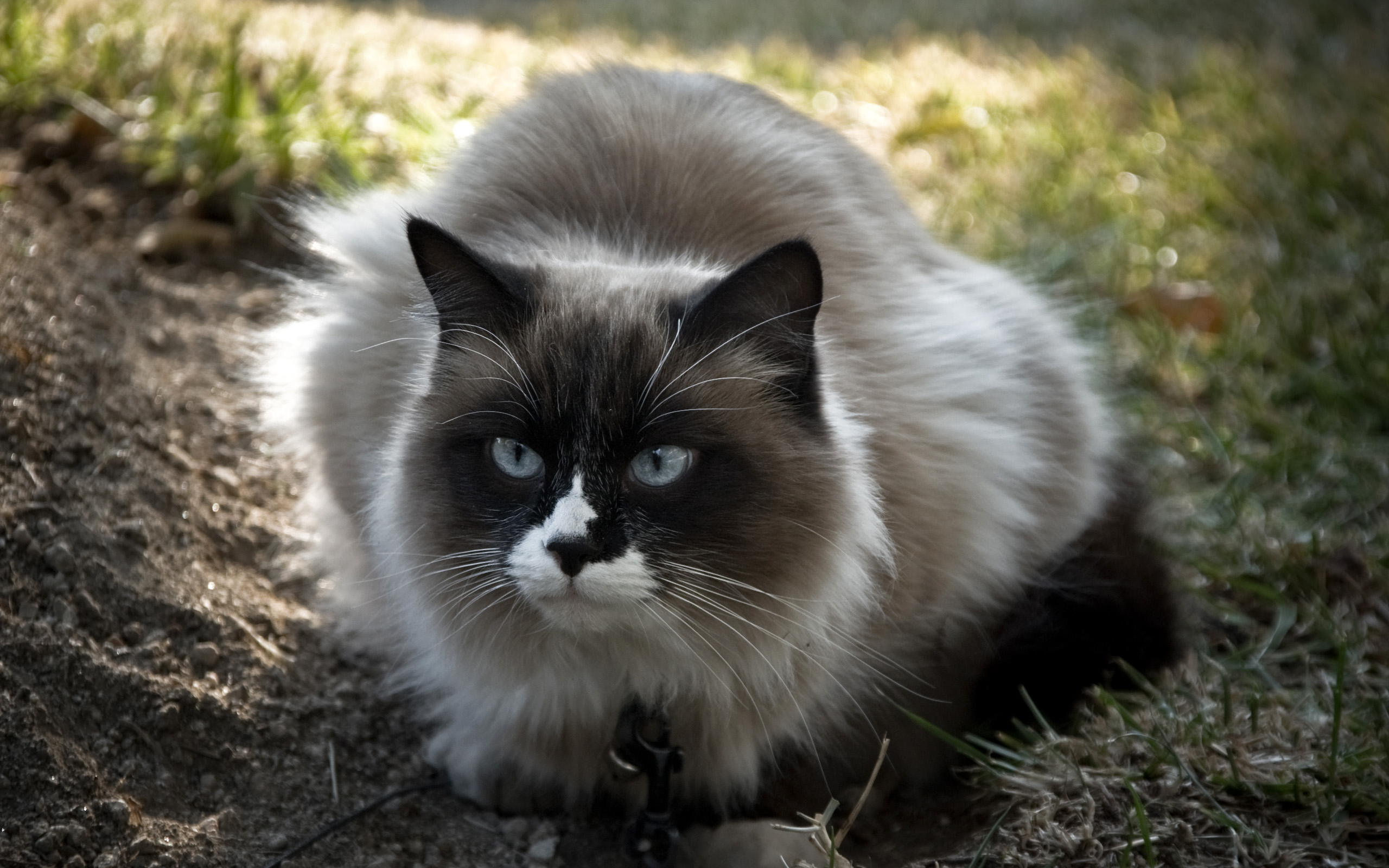 глаза взгляд голубые кошка