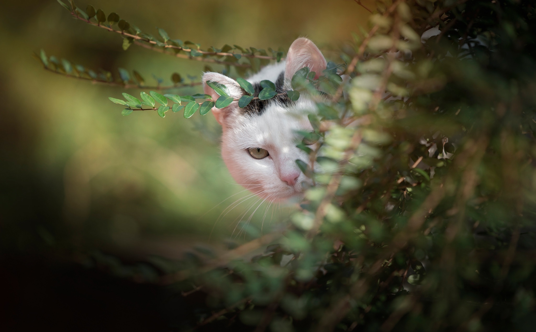 животное кот лисття кошка