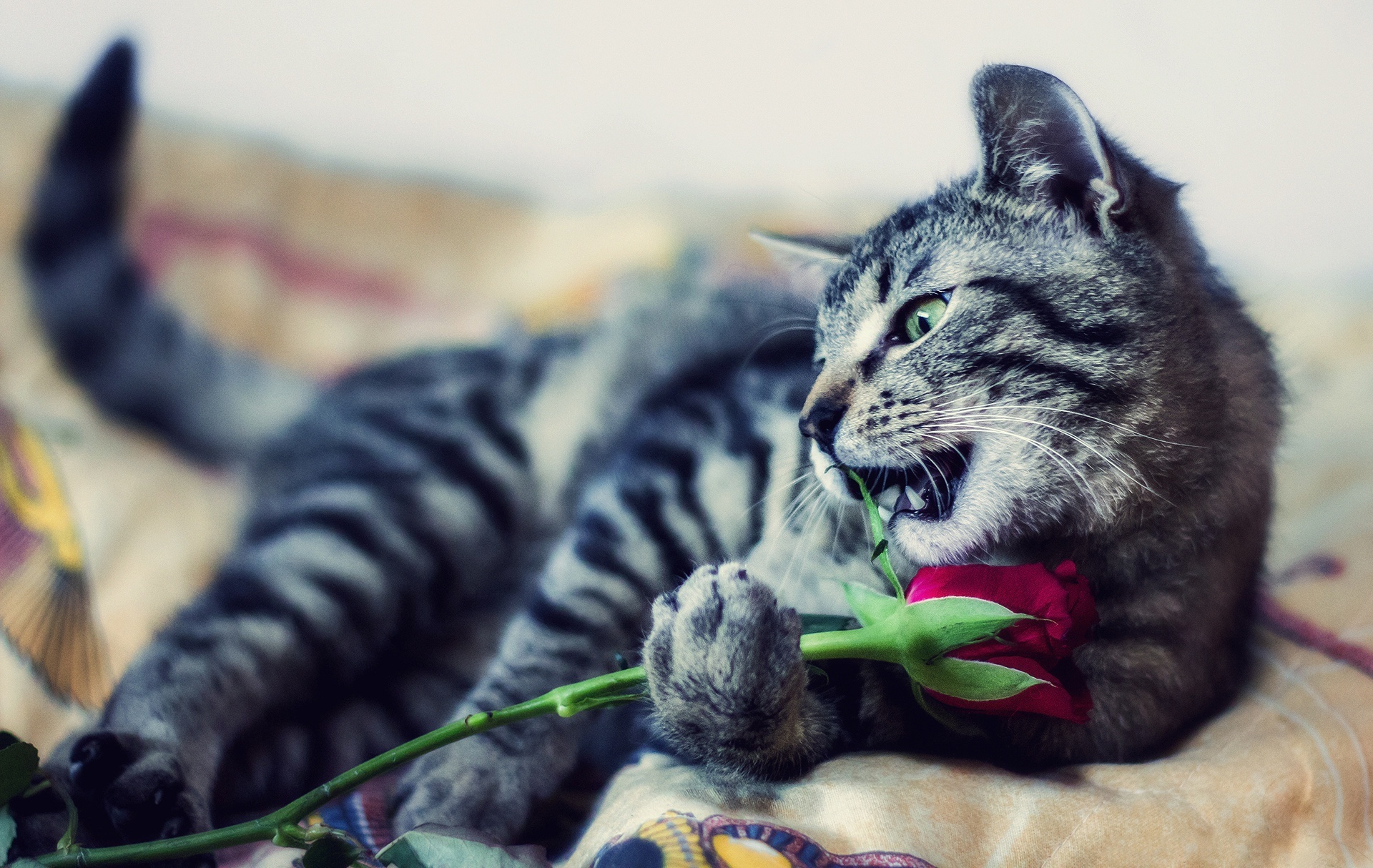 животное кошка кот роза цветок
