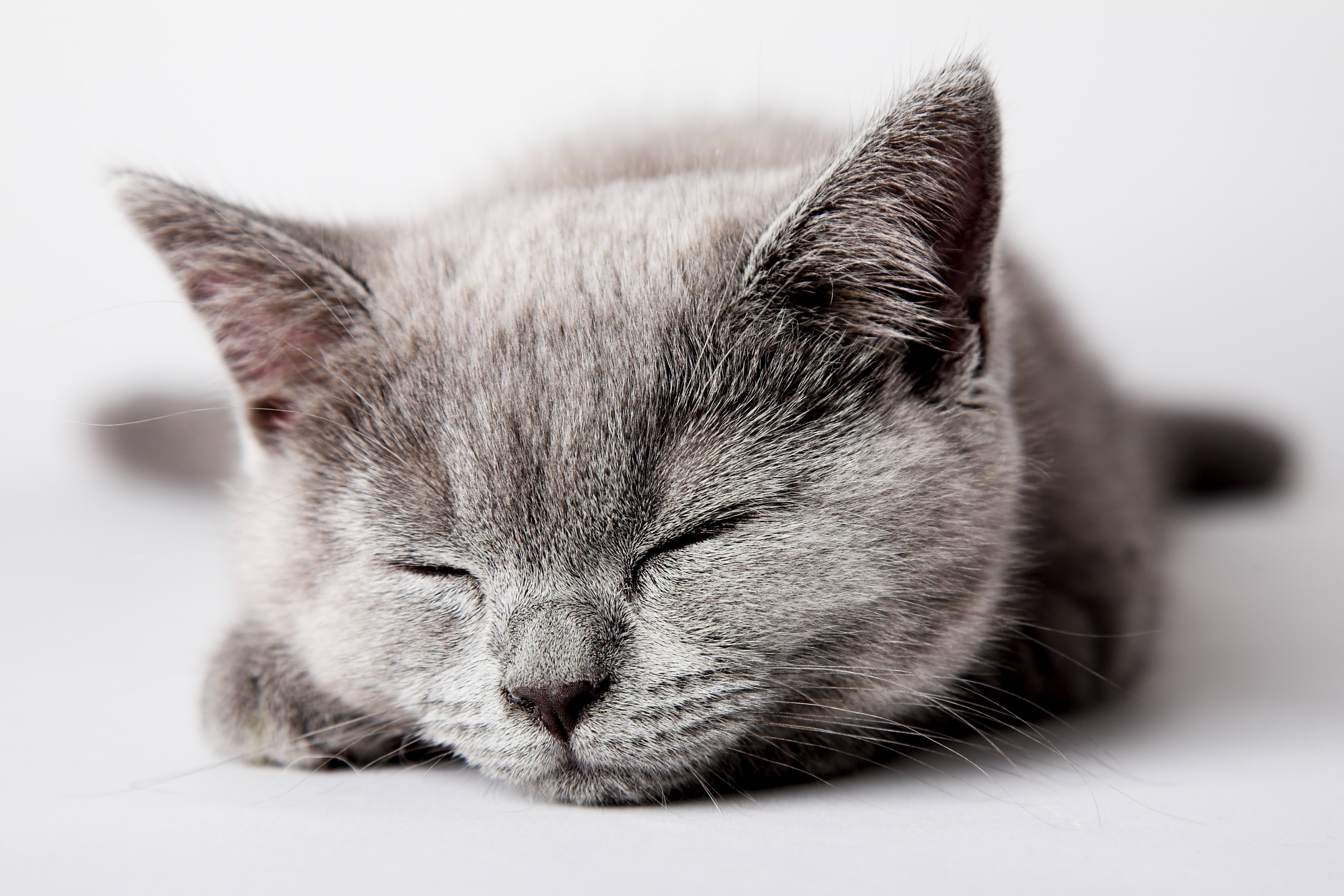 животное кошка сон кот
