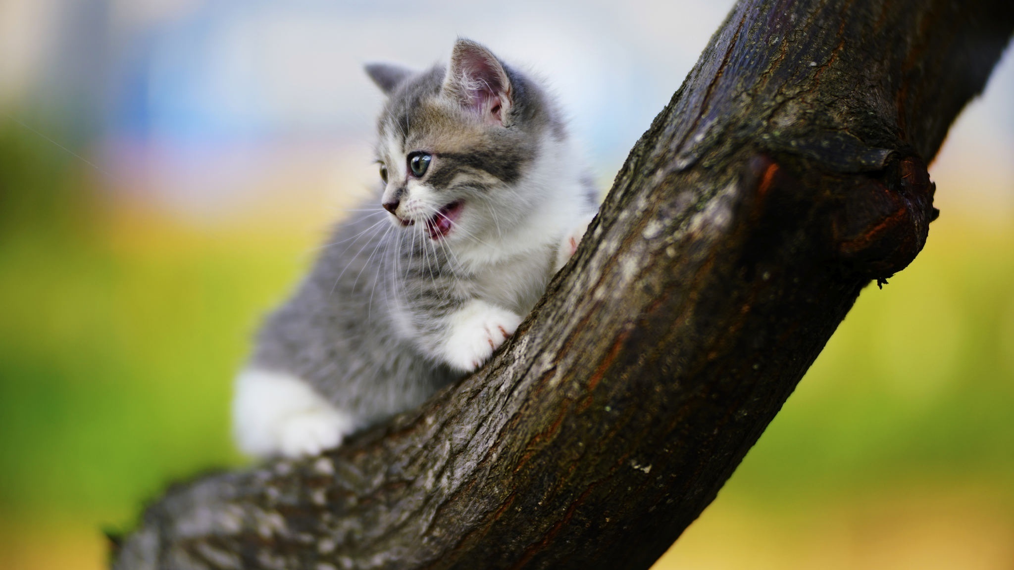 животное ствол детёныш котёнок