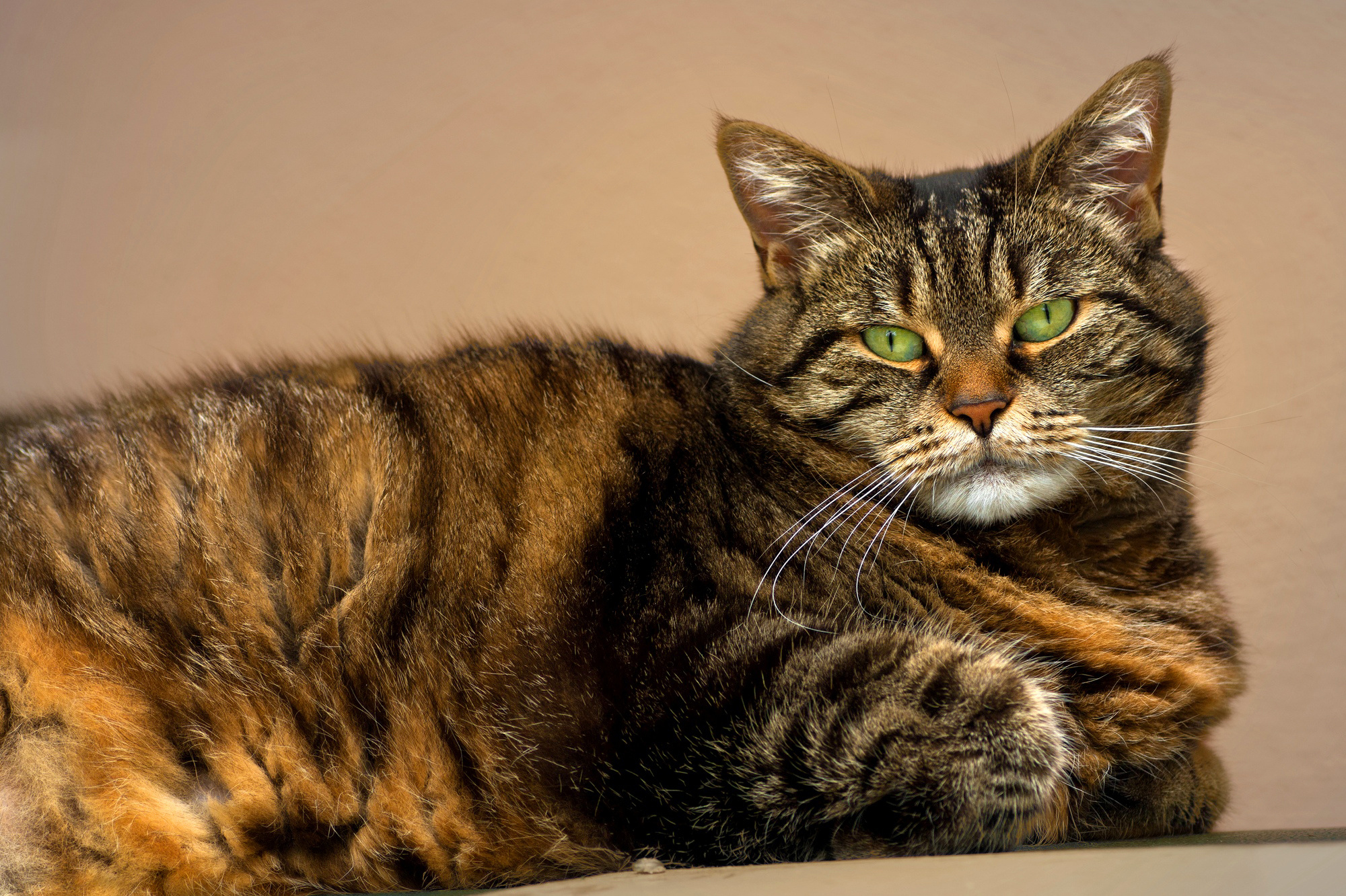 кот глаза зеленые кошка полосатый