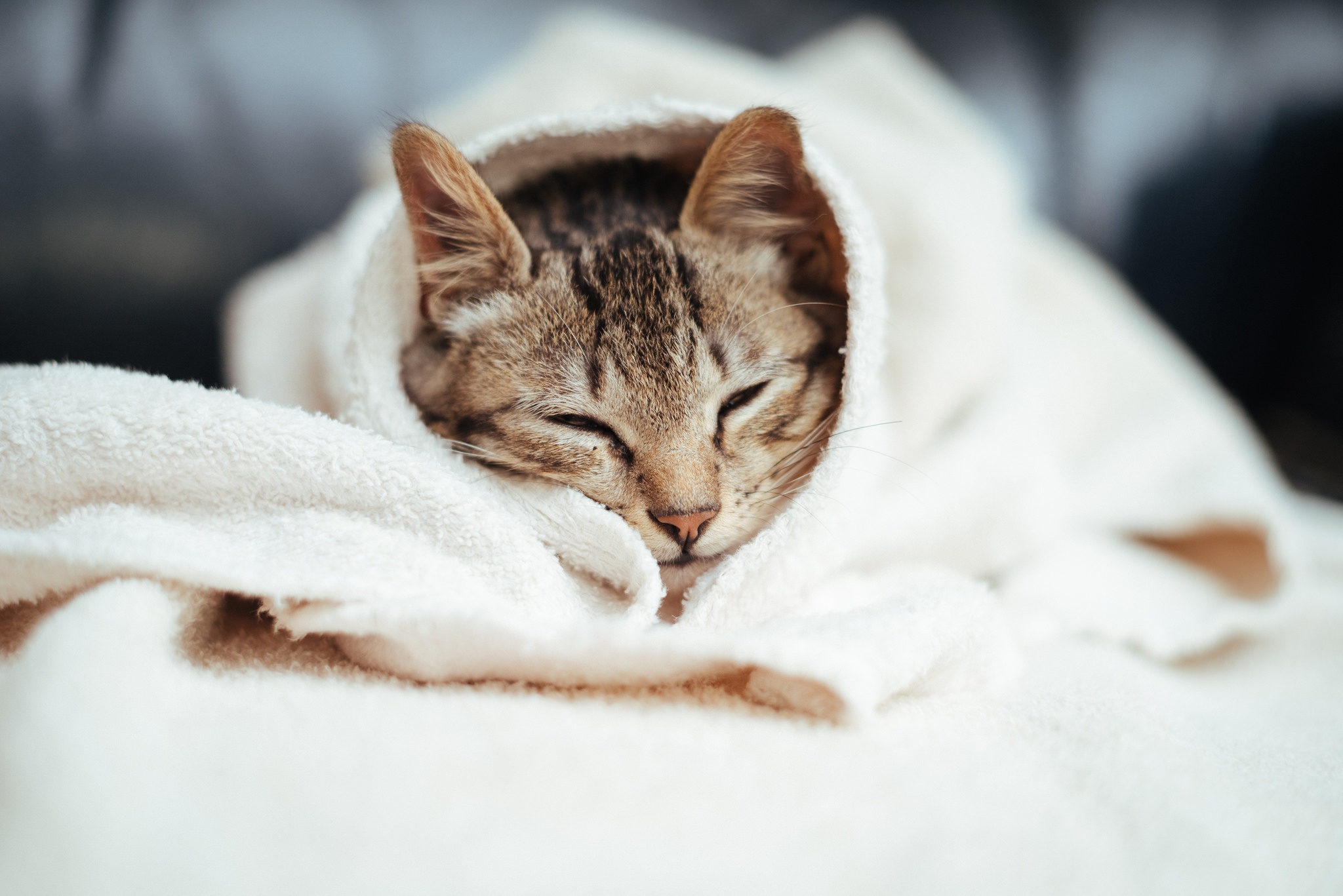 кот кошка спит