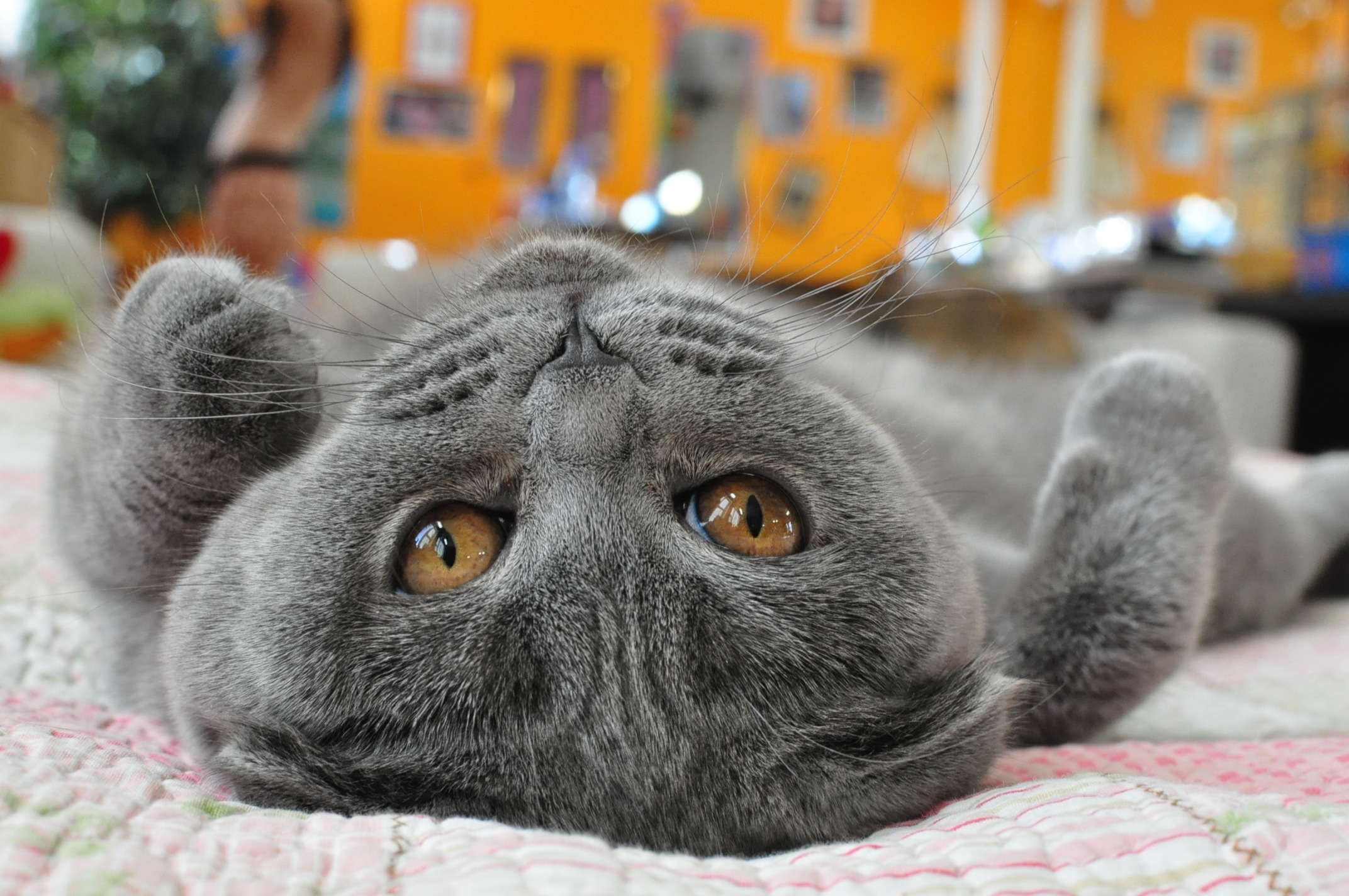 кот лежать морда