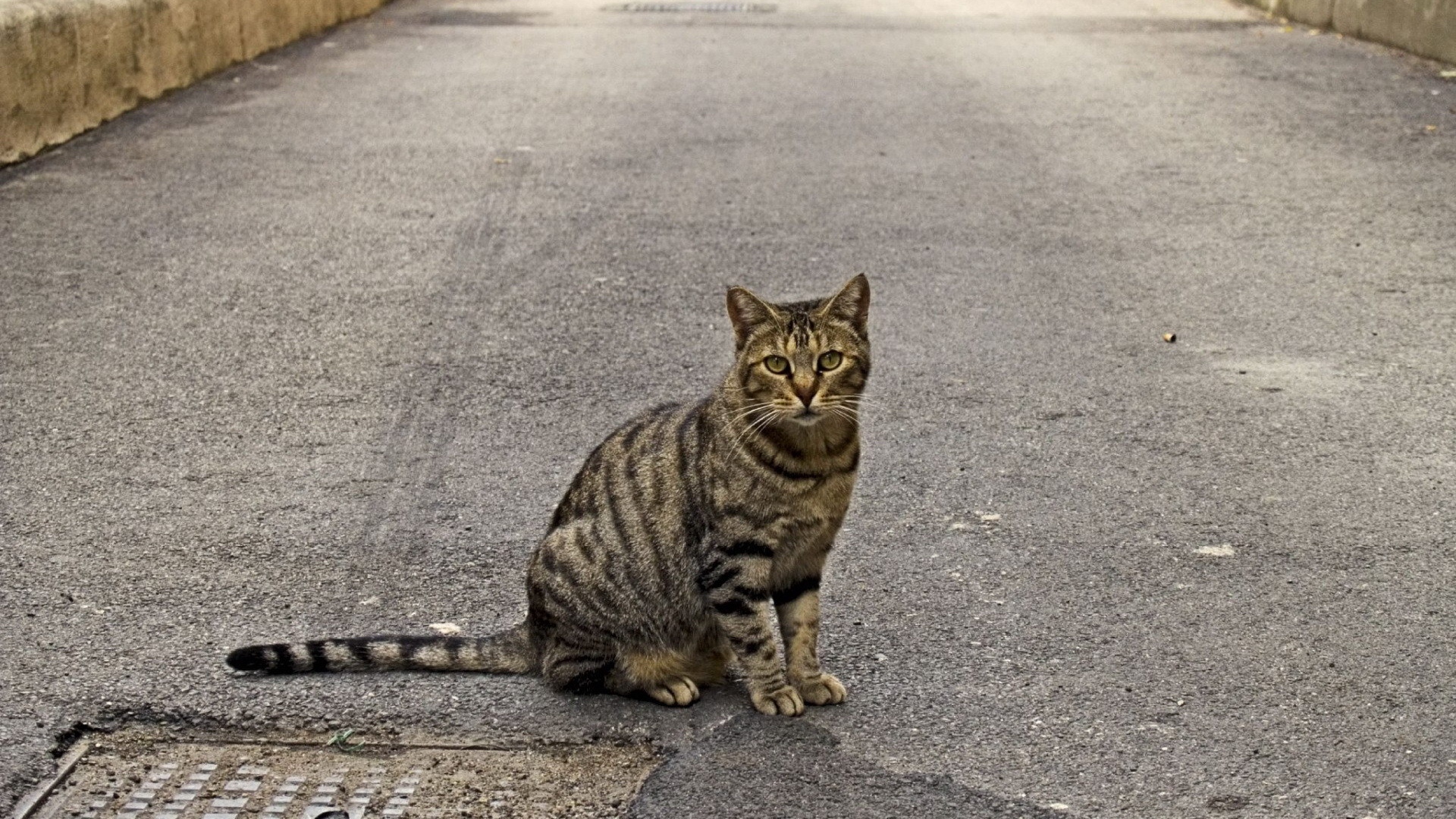 кот тротуар сидеть