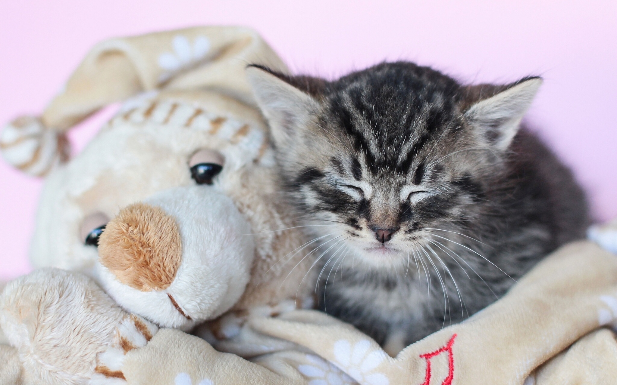 котенок игрушка