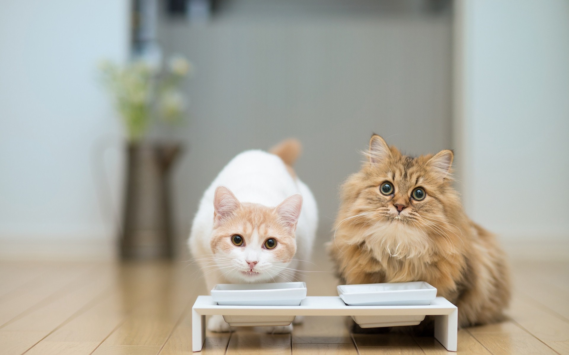 коты пара миска