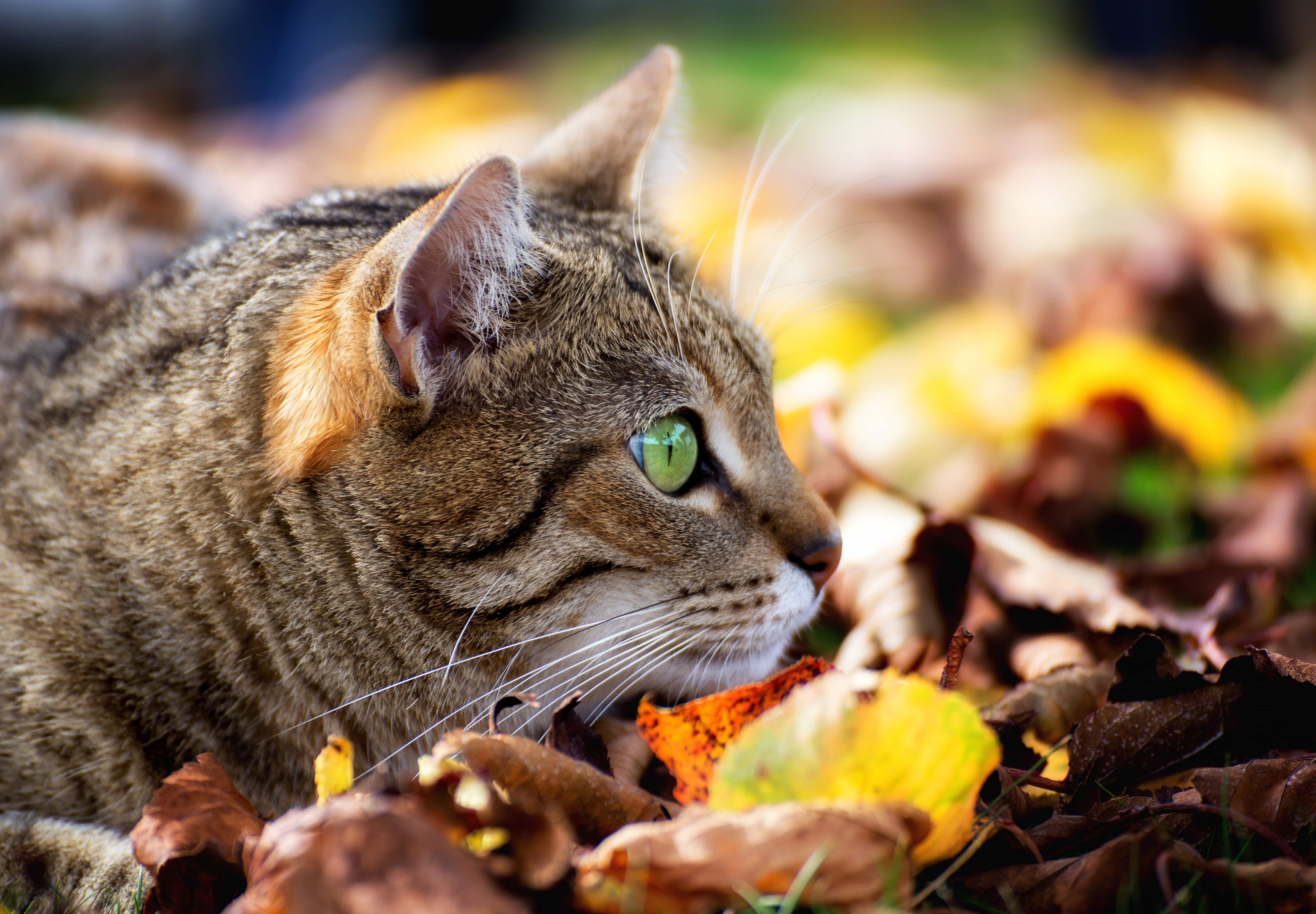 кошка боке листья мордочка