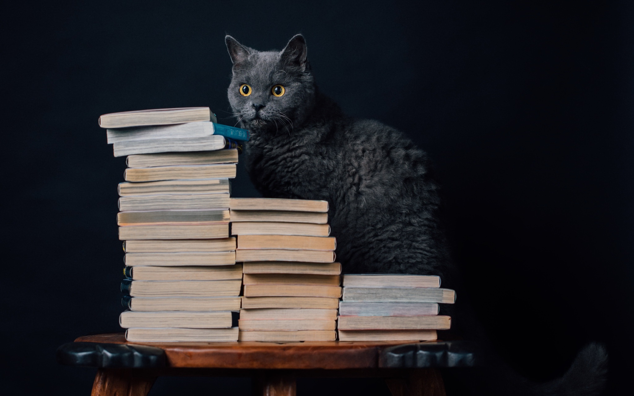 кошка книги