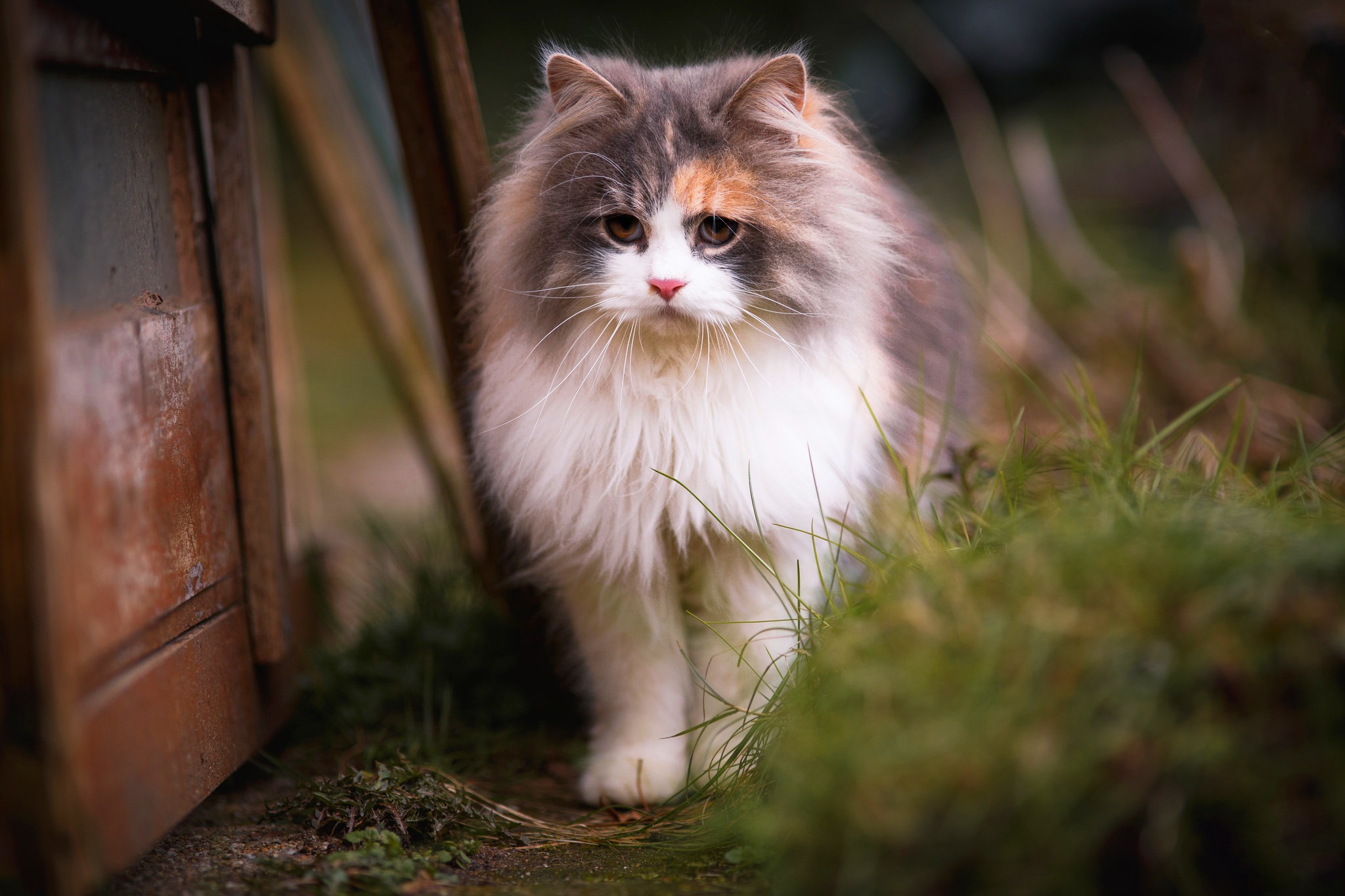 кошка котёнок весна красотка