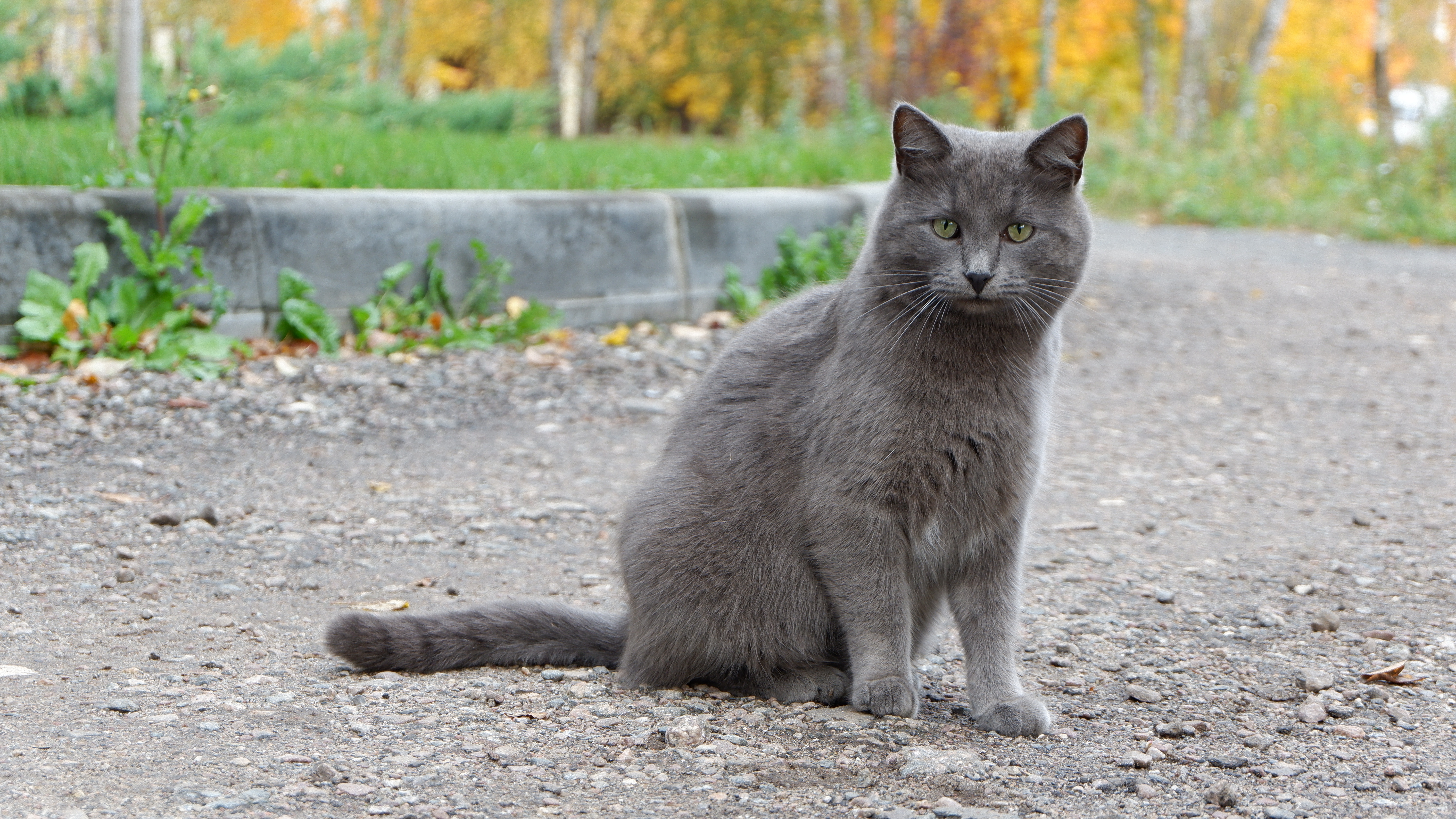 осень кот жёлтый серый бордюр