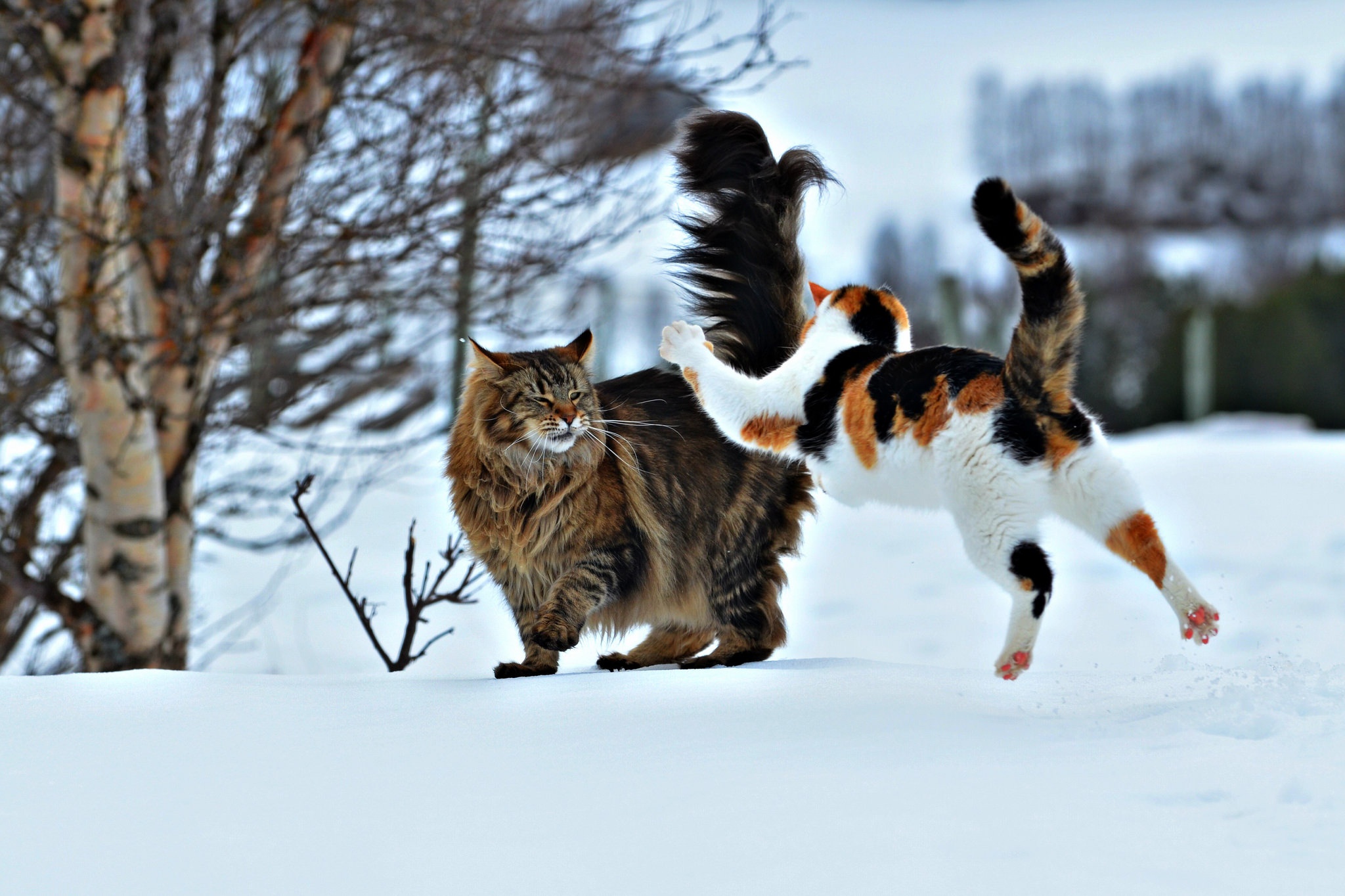 прыжок ситуация снег два кота