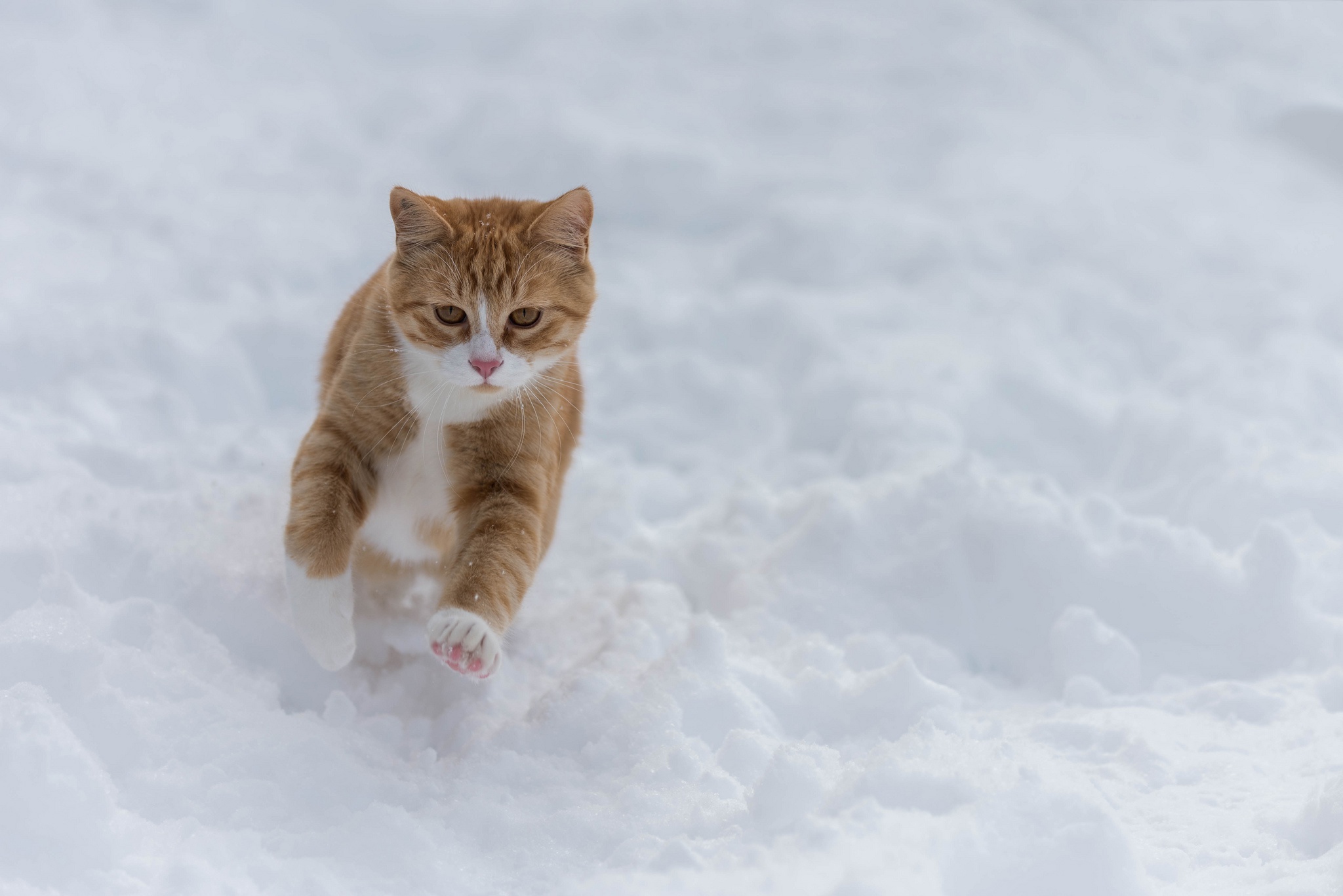 снег прогулка зима кот
