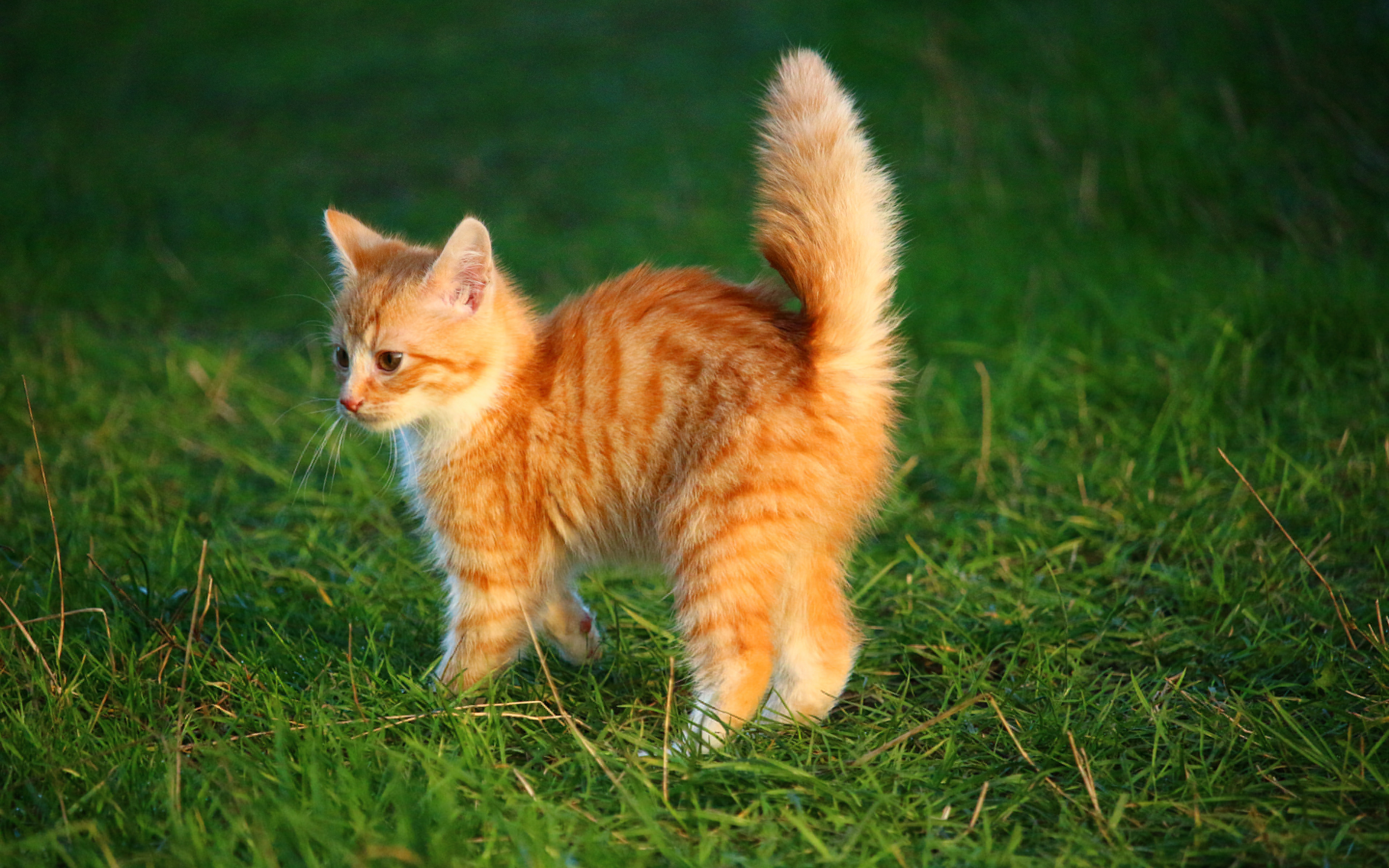 трава кот рыжий кошка