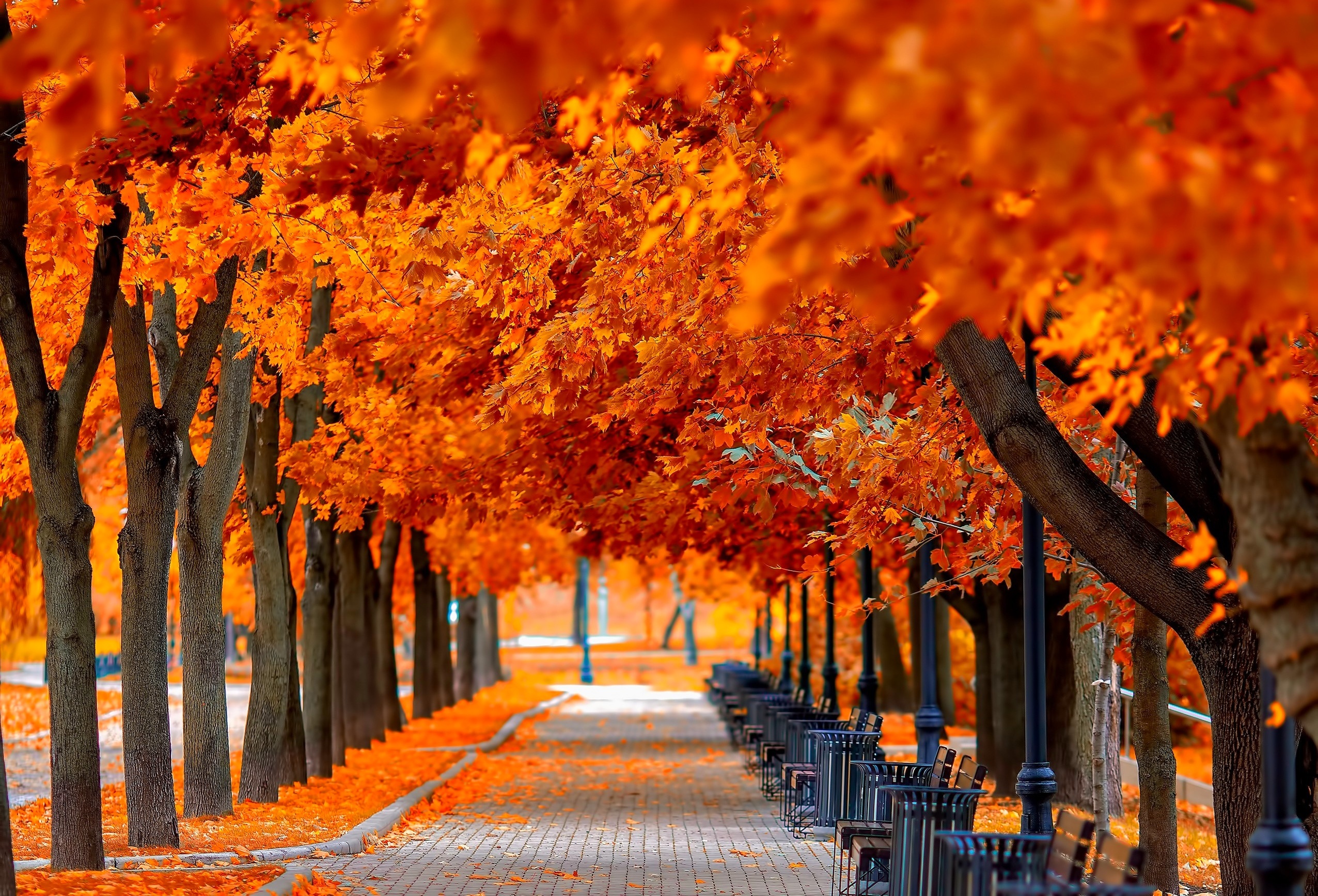Fall отзывы. Золотая Кленовая аллея. Осенний парк. Красивая осень. Осенняя аллея.