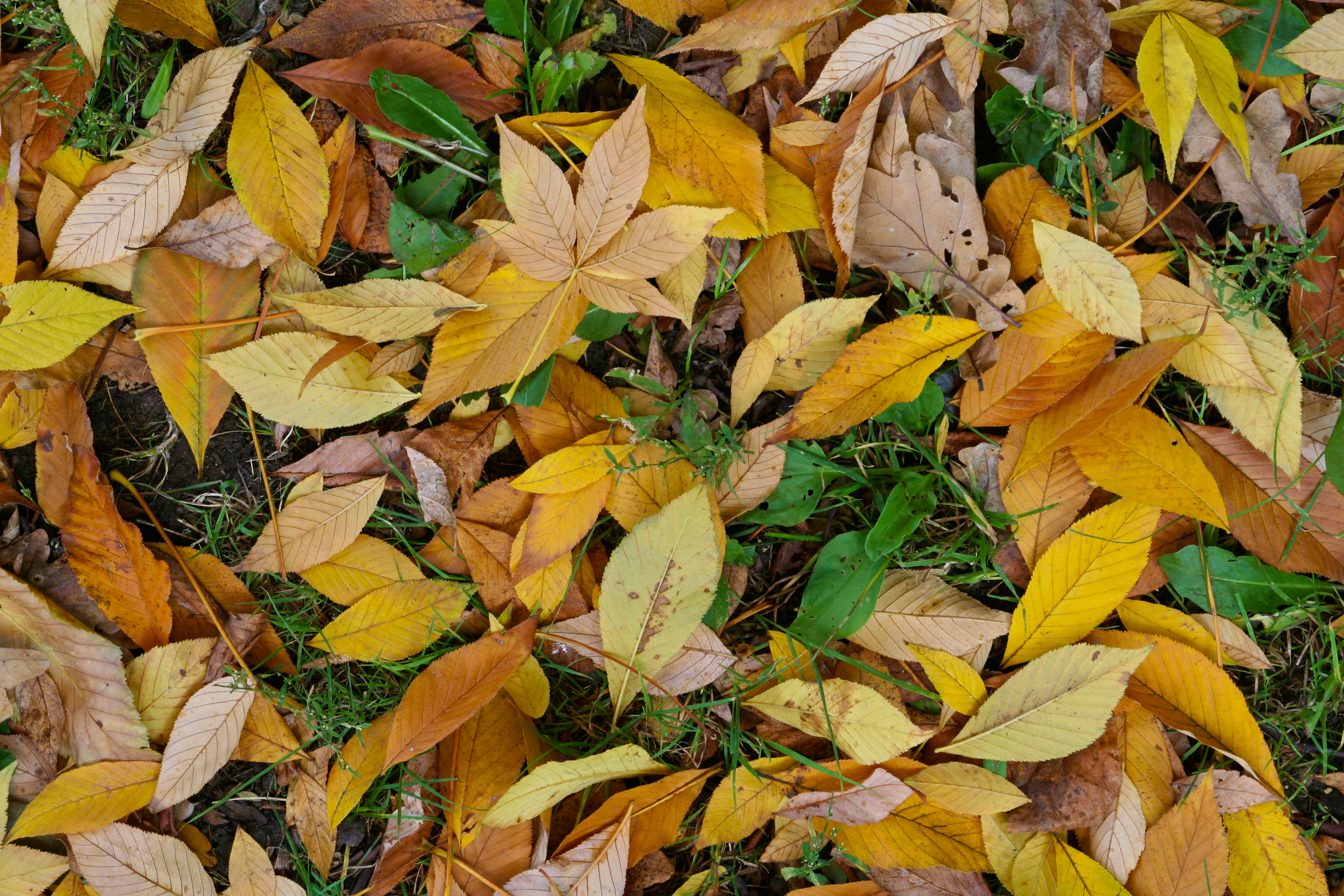 leaf autumn green yellow
