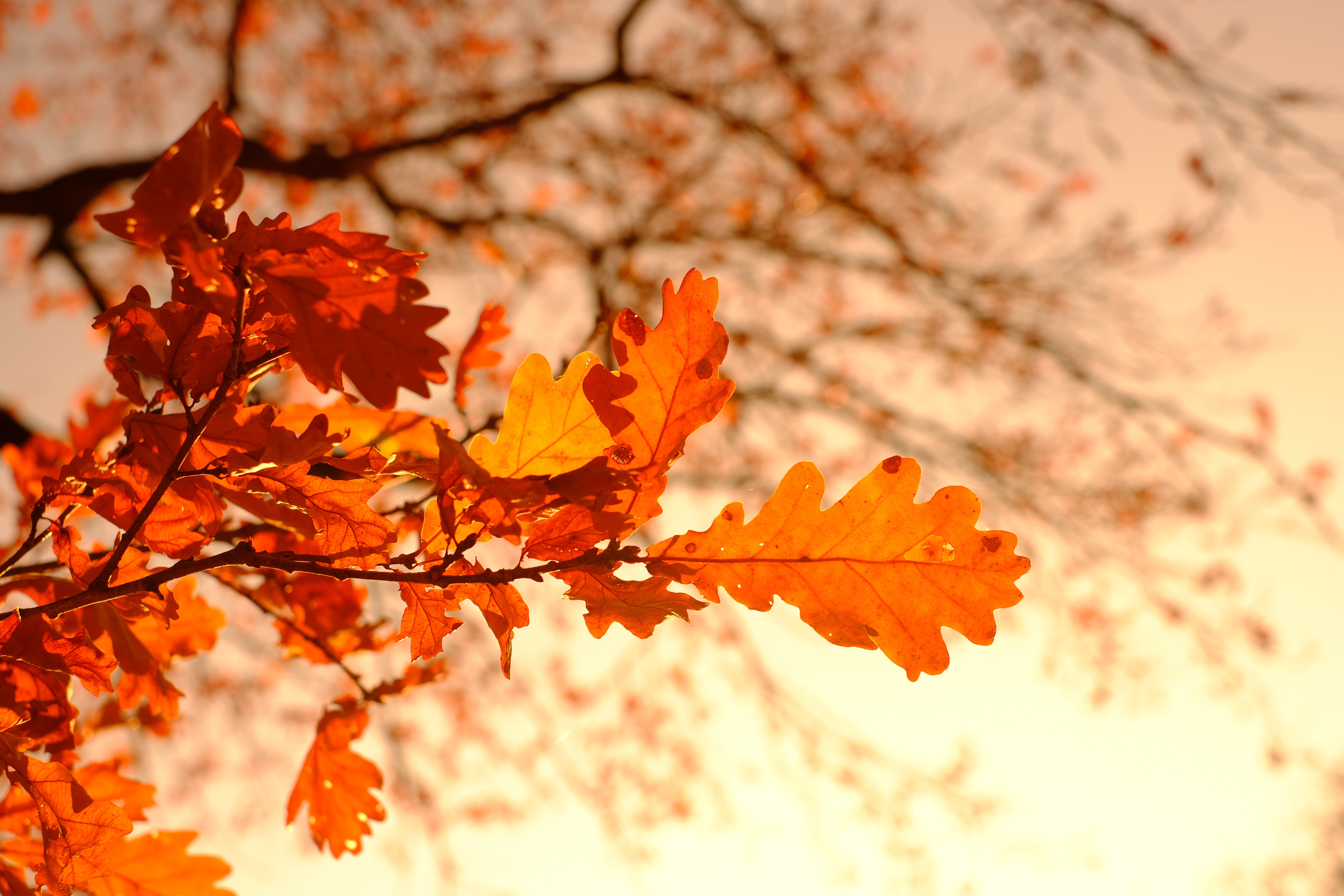 Листья боке Ветки Листва Осень